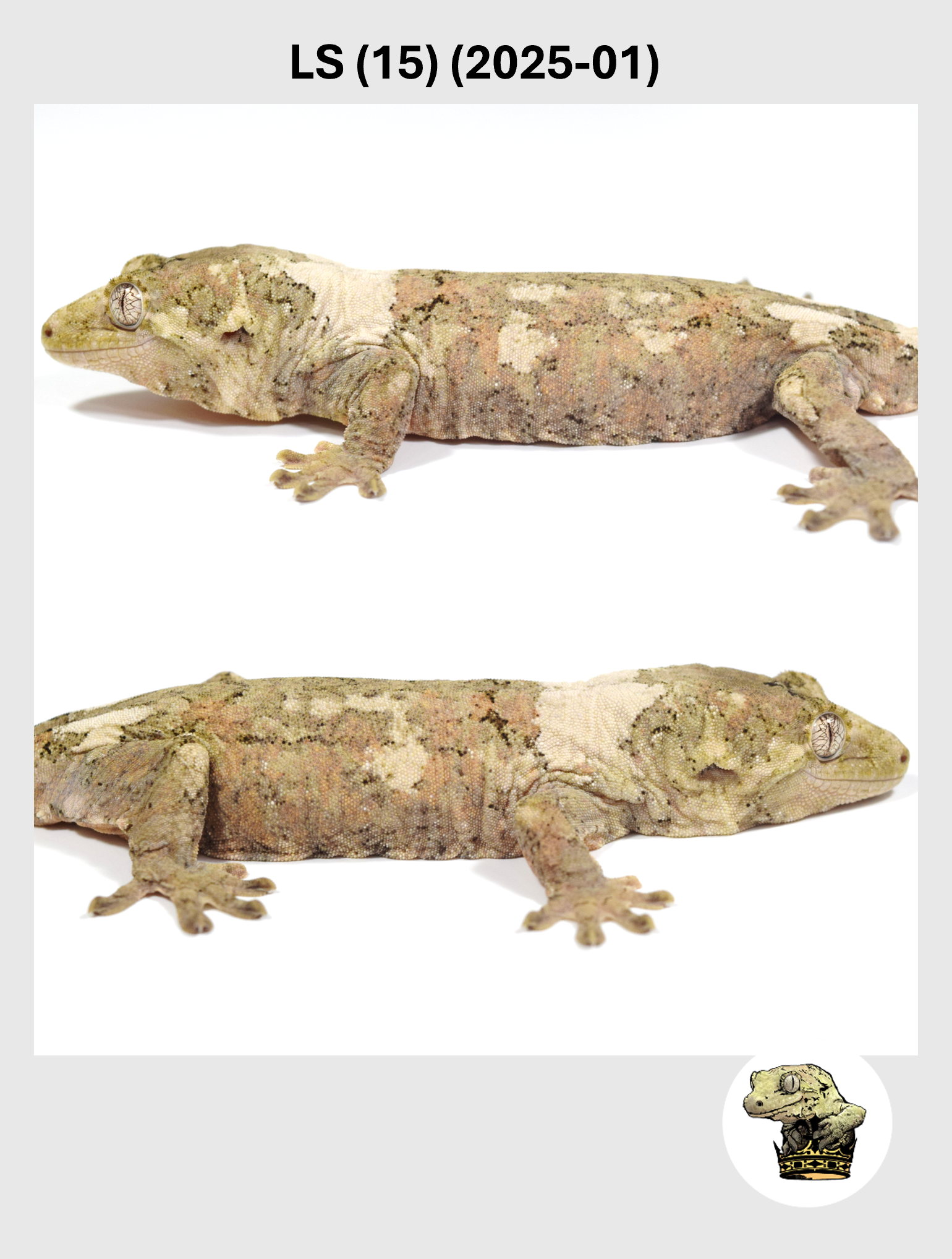 Red High White Male! LS (15) (2025-01)