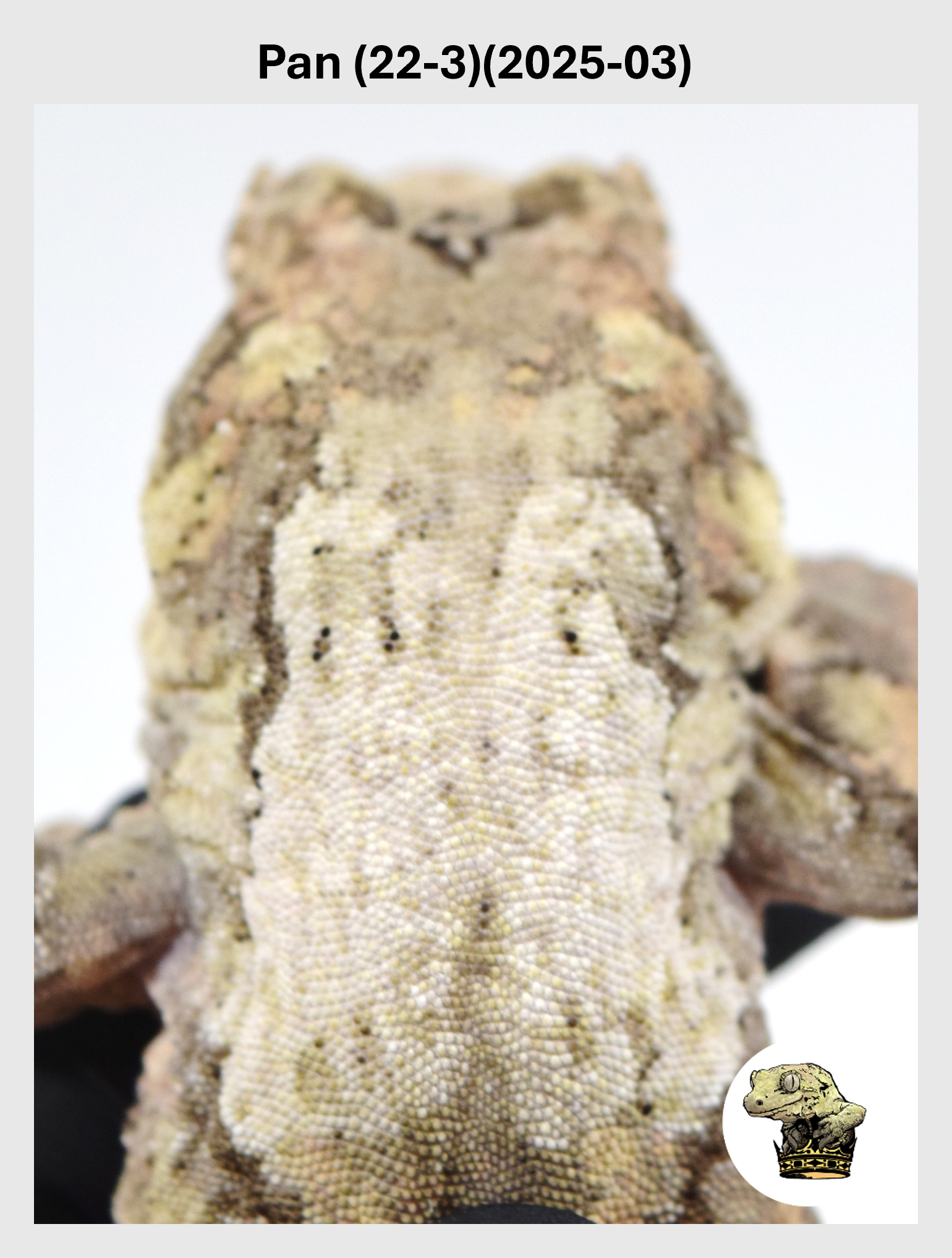 Pan (22-3)(2025-03) (2026-02-10) (1) SQSP.png