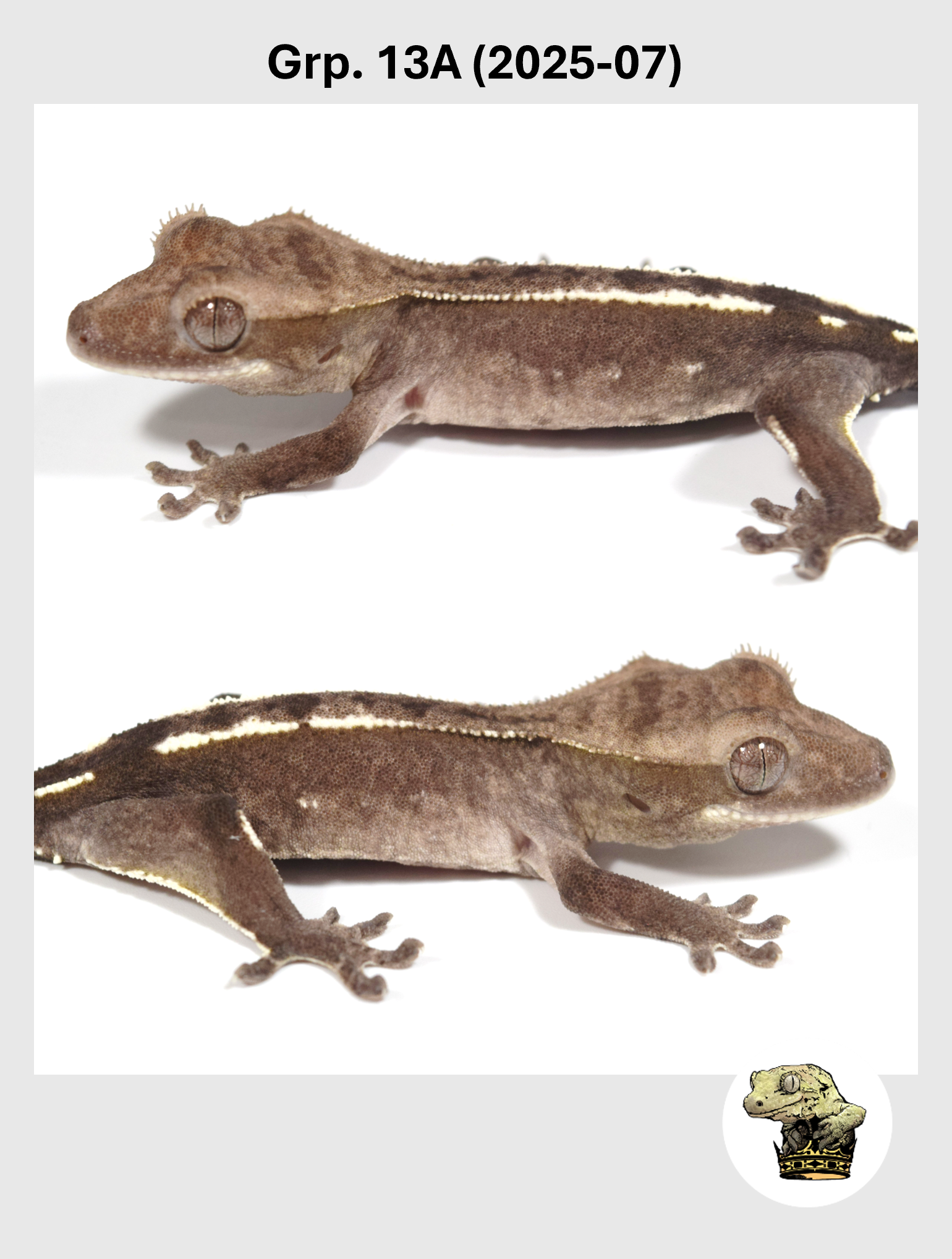 SQSP Grp. 13A (2025-07) (2026-02-25) (1).png