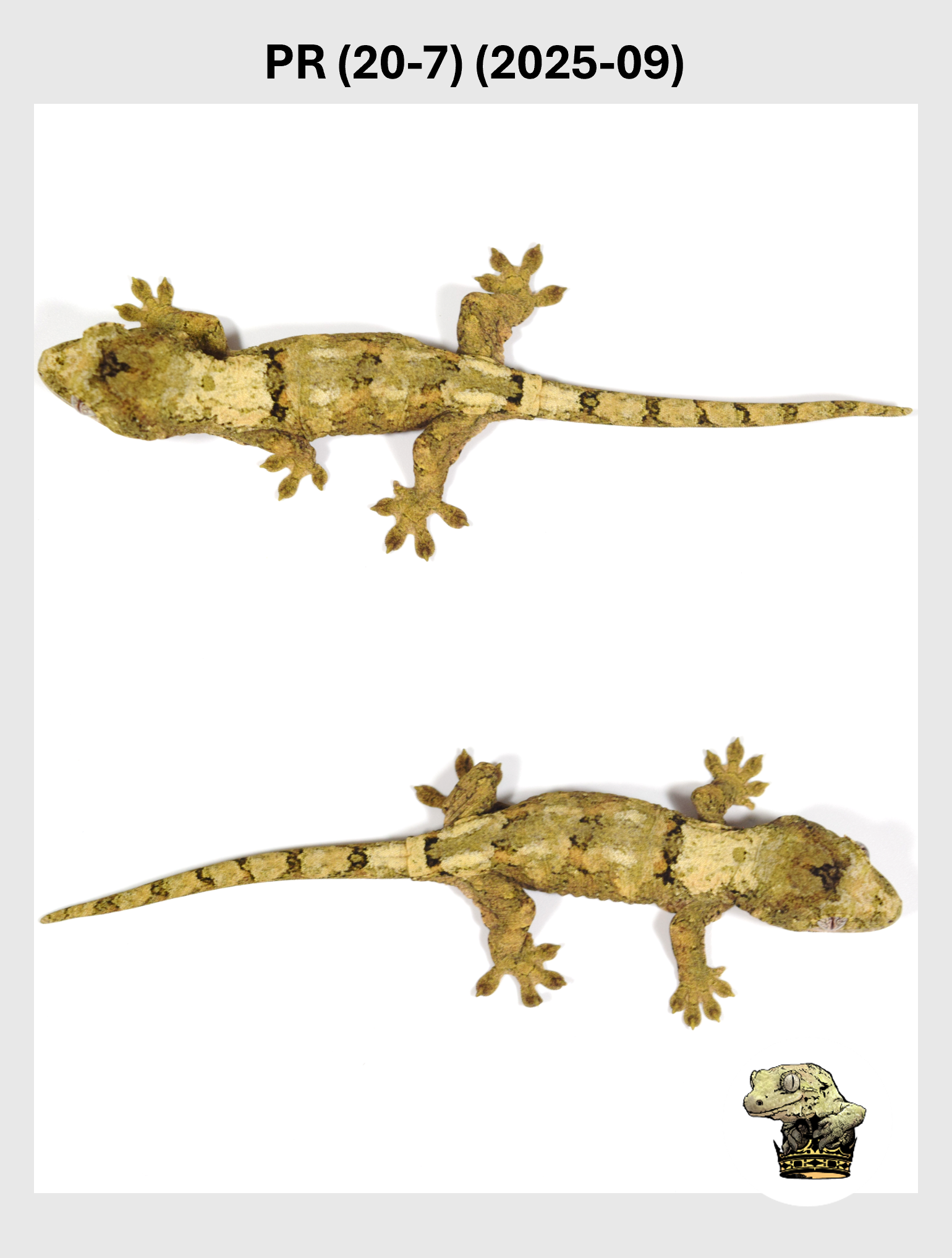 PR (20-7) (2025-09) (2025-12-22) (3) SQSP.png