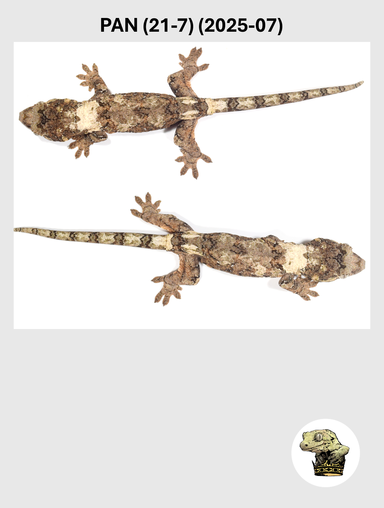 PAN (21-7) (2025-07) (2026-03-25) (3) SQSP.png