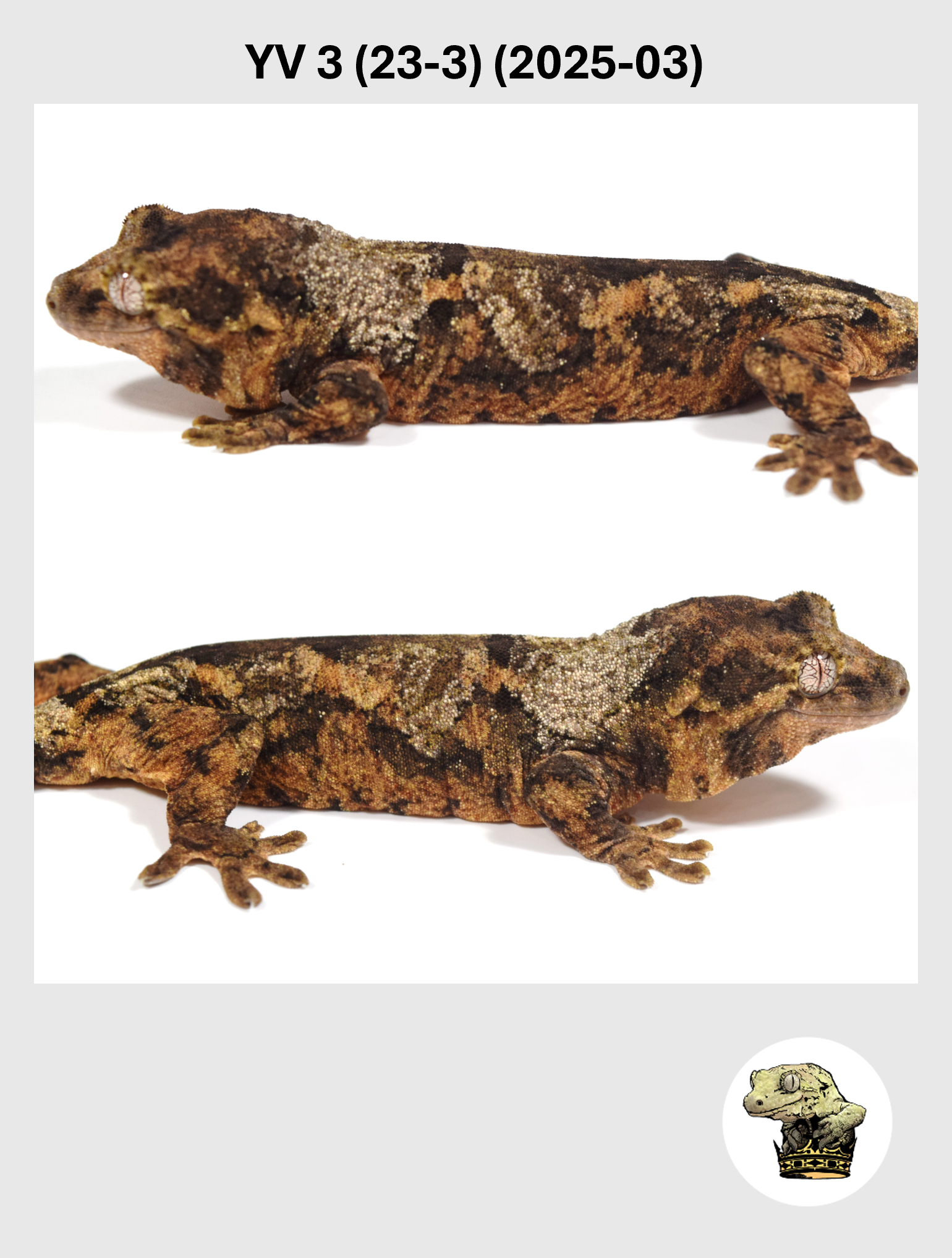 YV 3 (23-3) (2025-03) (2026-03-04) (2) SQSP.png