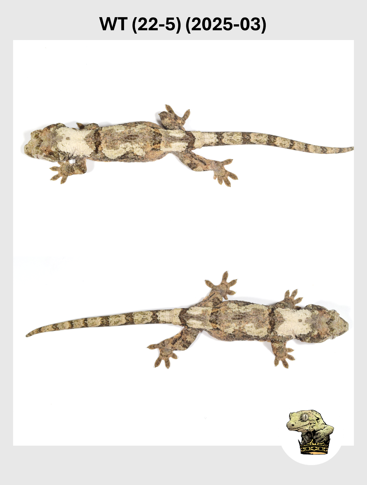 WT (22-5) (2025-03) (2025-12-16) (5) SQSP.png