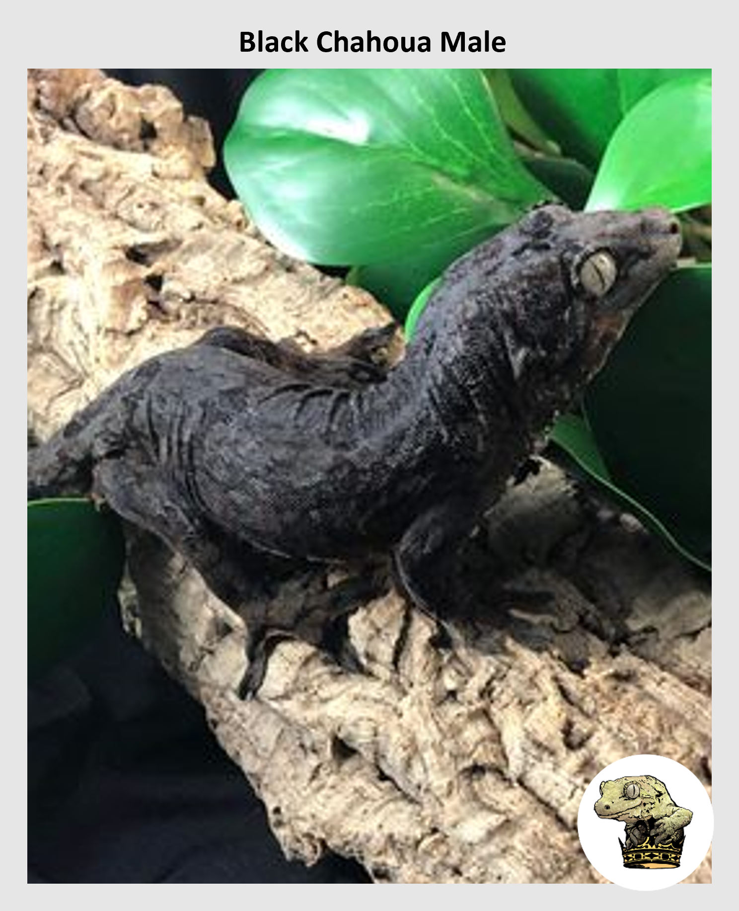 Black Chahoua Male (2).png