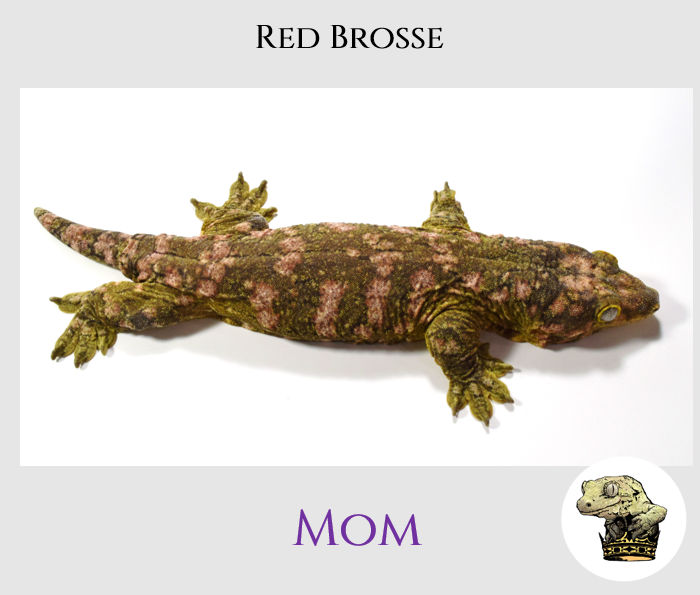 Brosse+ Female.png