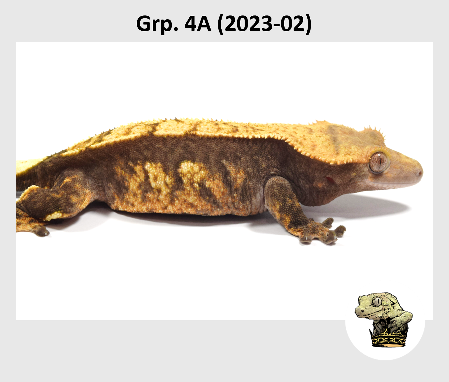 MM Grp. 4A (2023-02) (2024-12-23) (3).png