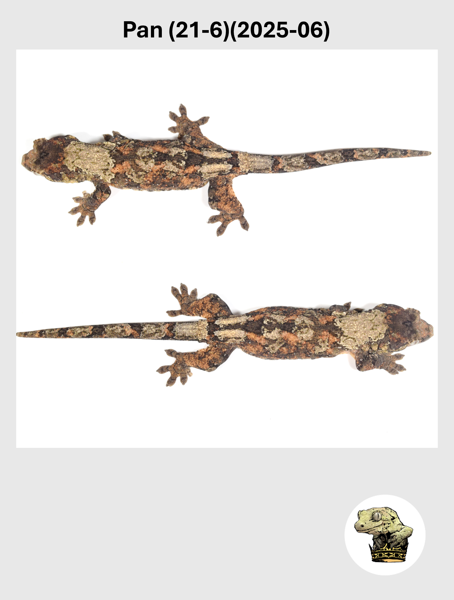 Pan (21-6)(2025-06) (2026-10-02) (3) SQSP.png