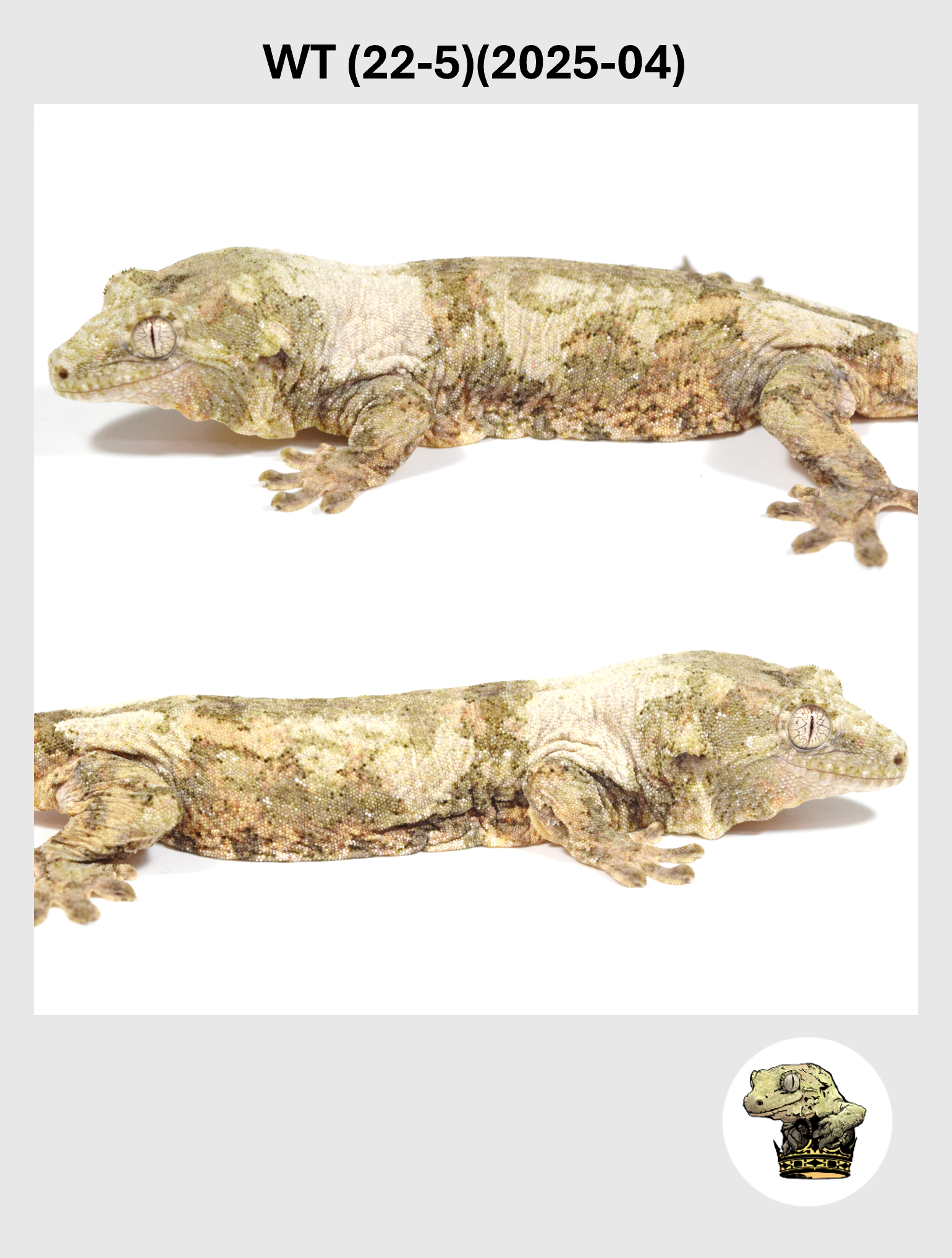 WT (22-5)(2025-04) (2026-10-02) (4) SQSP.png