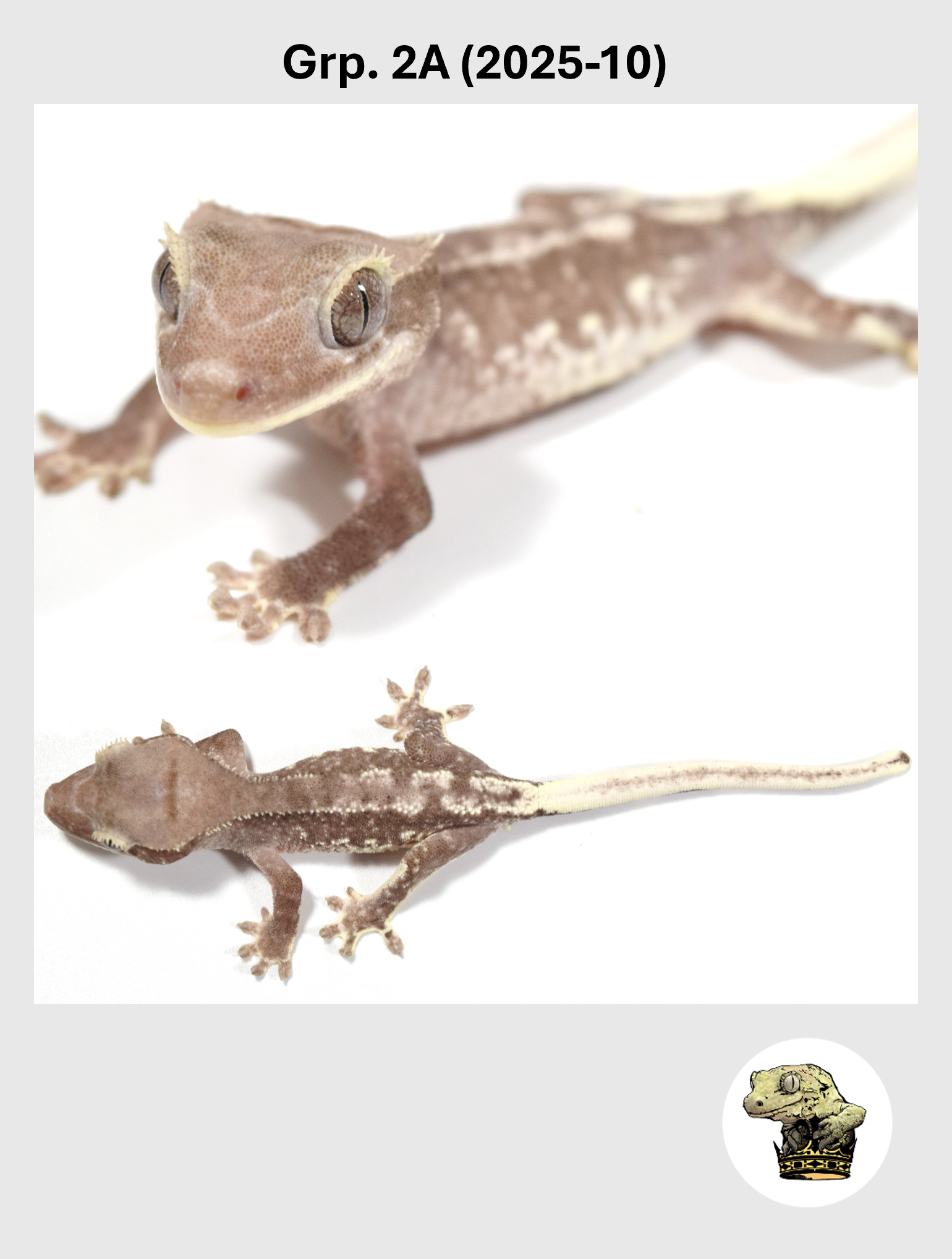 Grp. 2A (2025-10) (2026-03-18) (1) SQSP.png