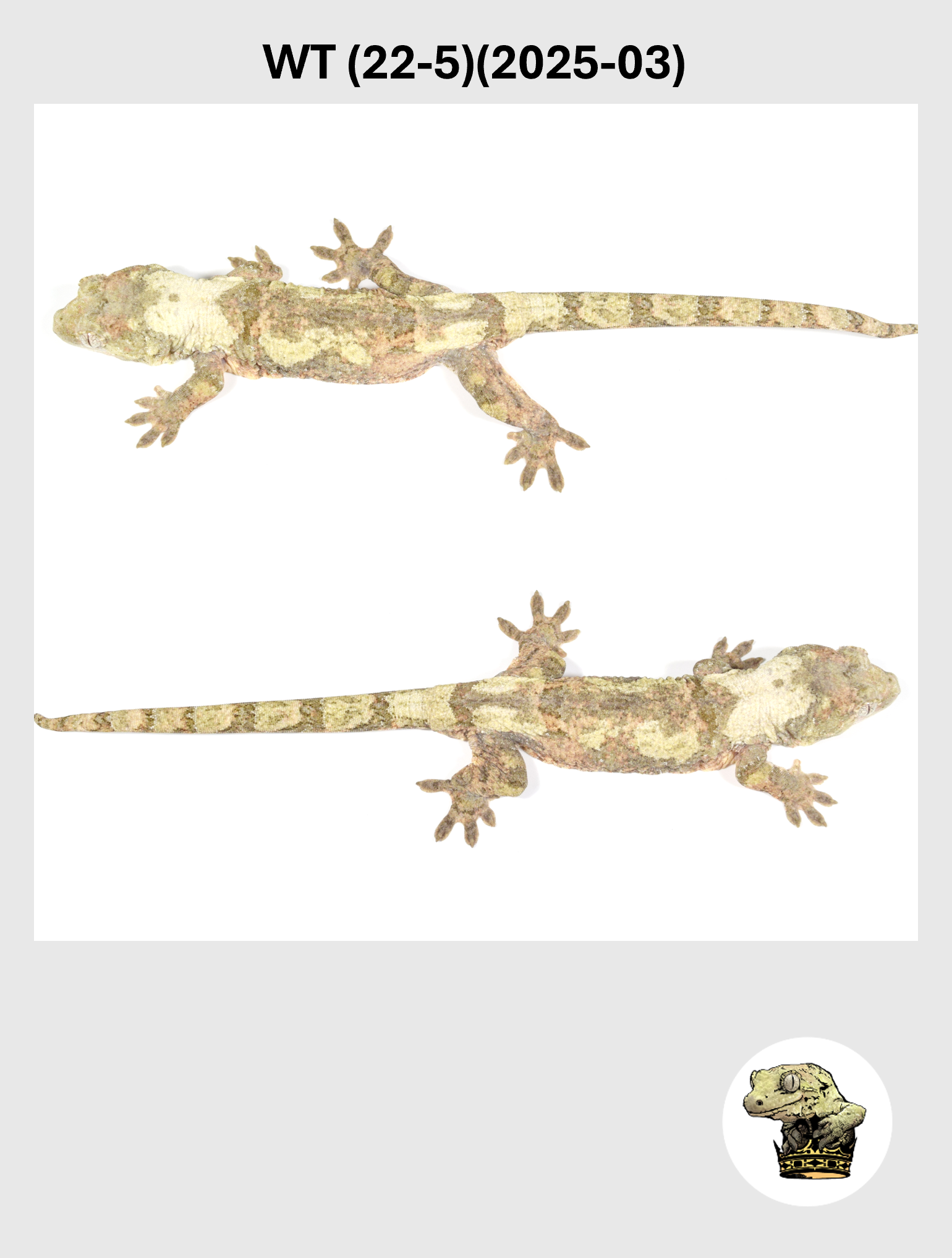 WT (22-5)(2025-03) (2026-02-10) (5) SQSP.png