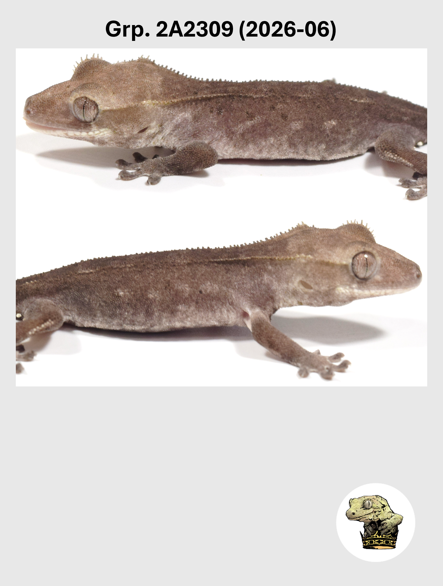 Visual Axanthic Female* Crested Gecko! 2A2309 (2026-06) — Troys Geckos