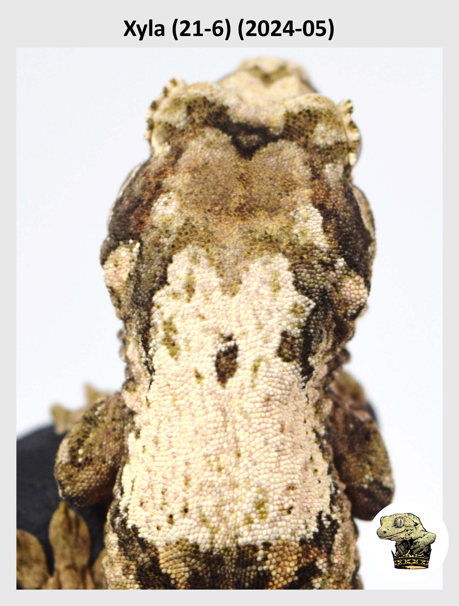 High White Line Male! Xyla (21-6) (2025-01) — Troys Geckos