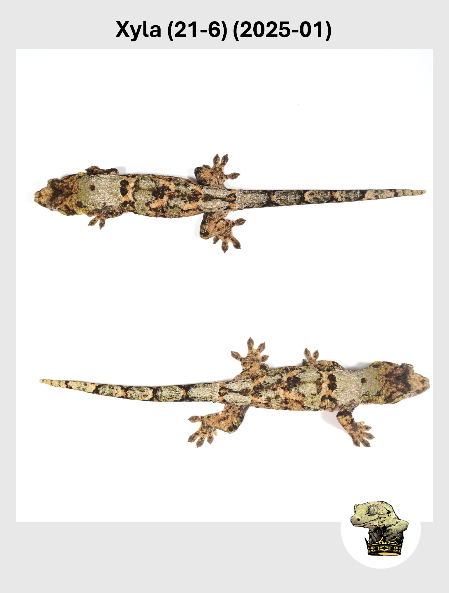 Xyla (21-6) (2025-01) (2025-12-16) (3) SQSP.png