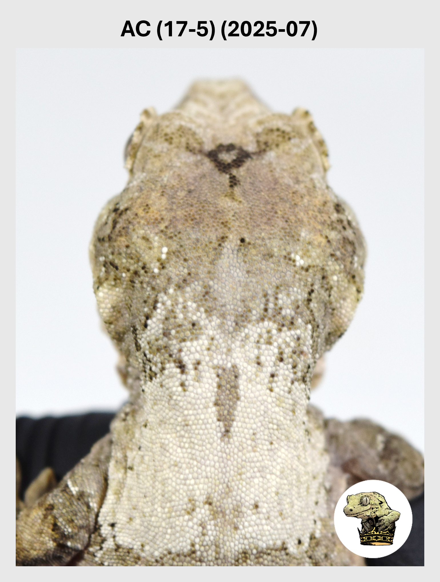 High White Line Male*! AC (17-5) (2025-07)