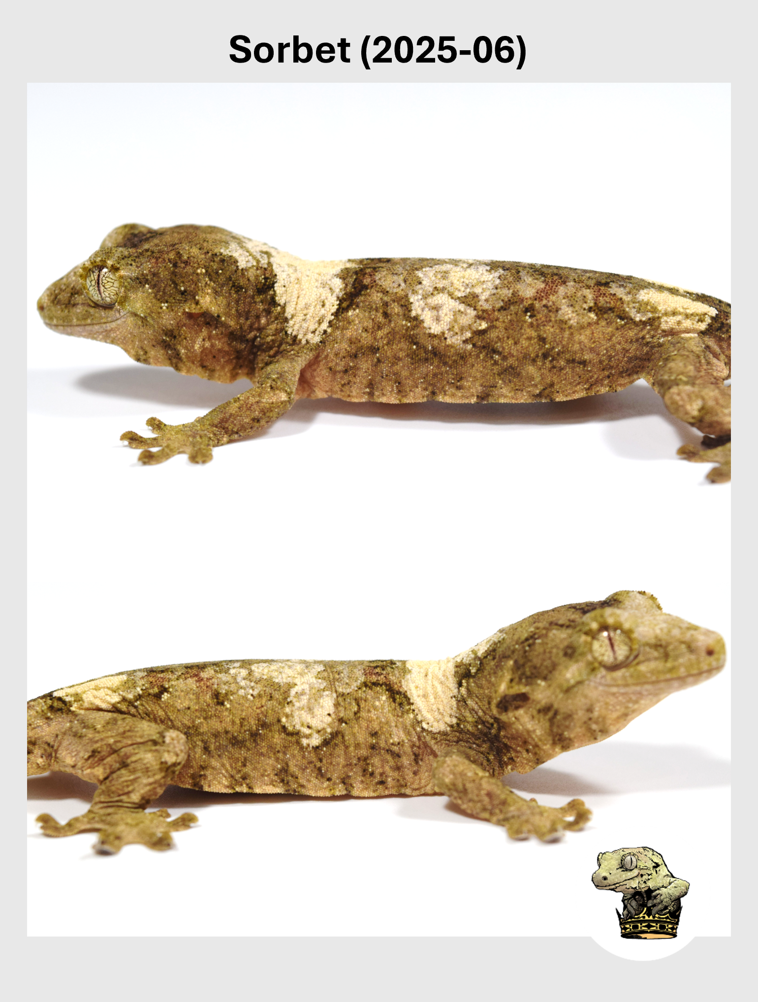 Sorbet (2025-06) (2025-12-16) (2) SQSP.png