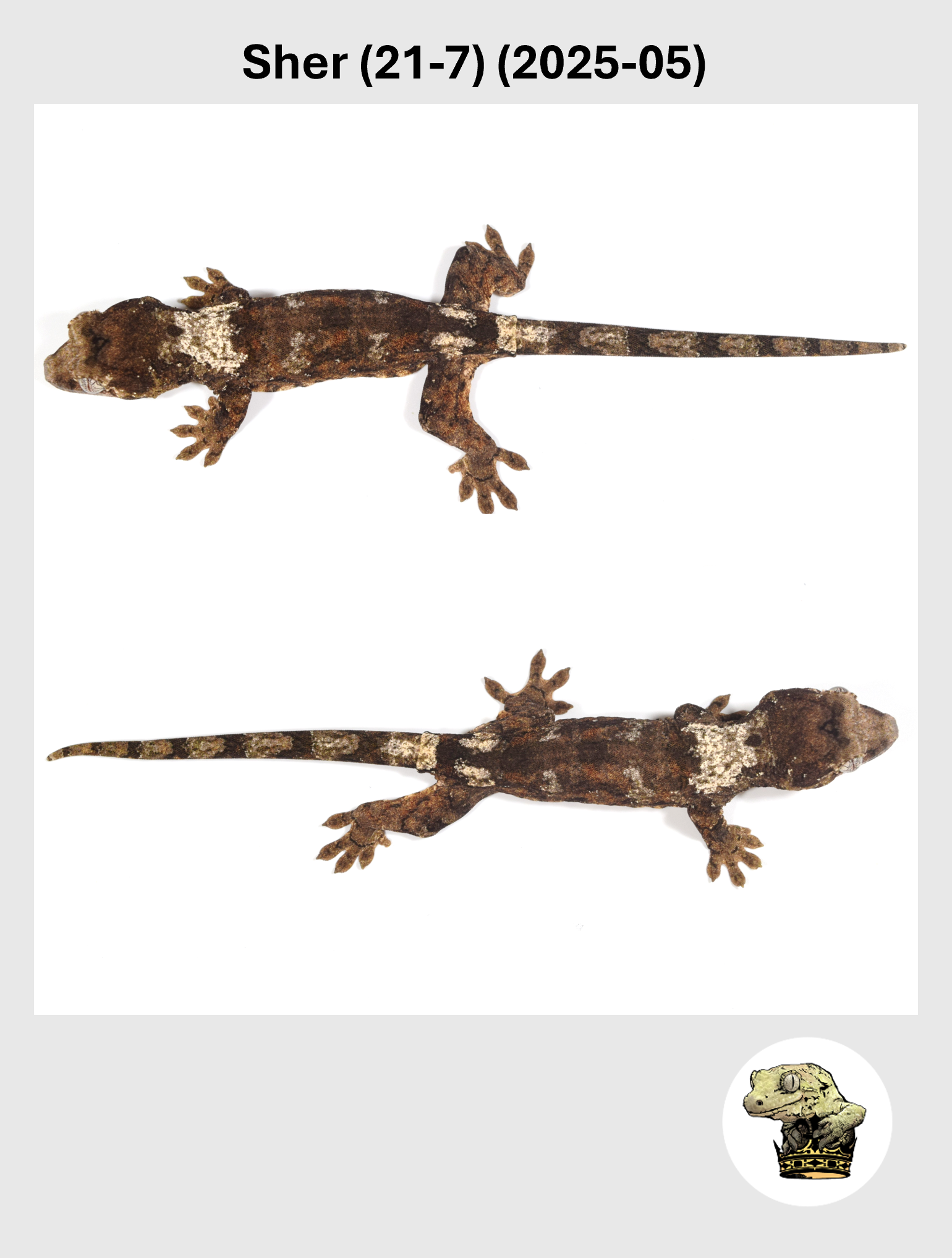 Sher (21-7) (2025-05) (2026-02-03) (3) SQSP.png