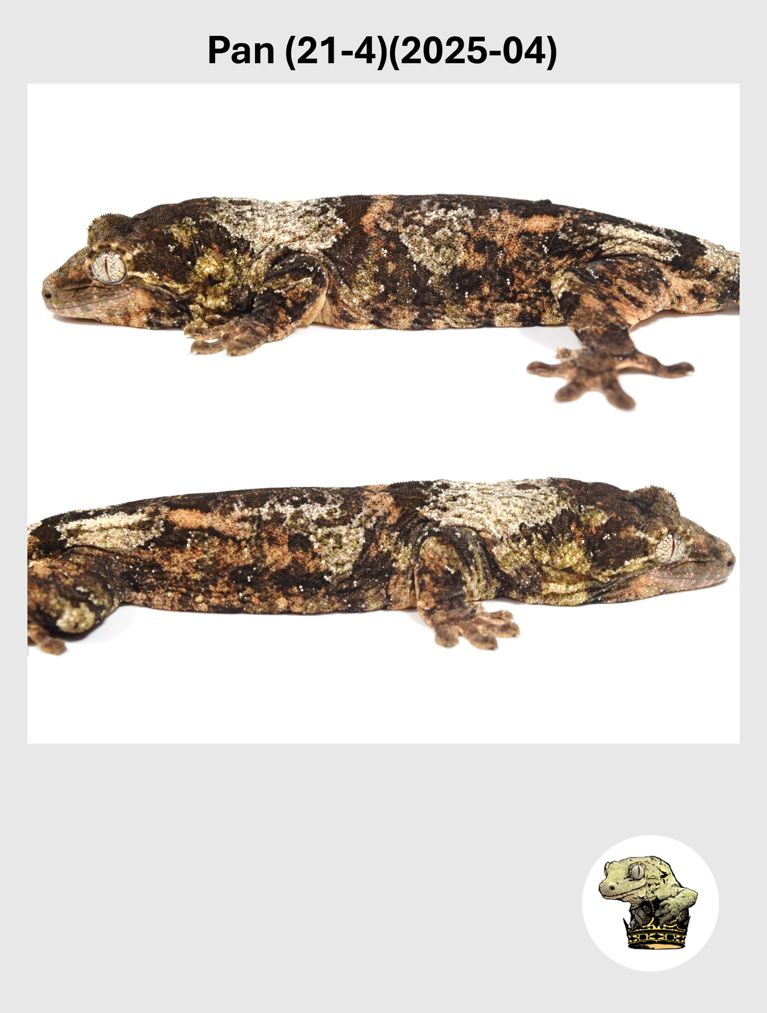 Pan (21-4)(2025-04) (2026-10-02) (2) SQSP.png