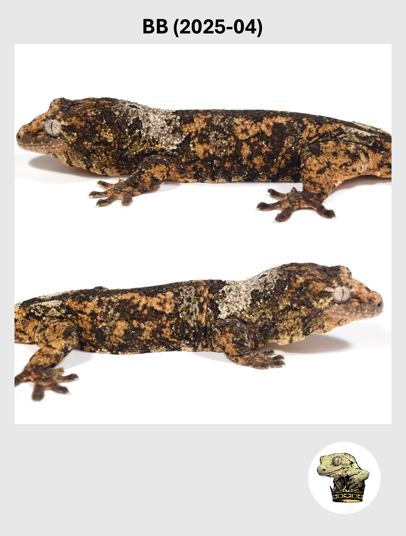 BB (2025-04) (2026-02-17) (2) SQSP.png