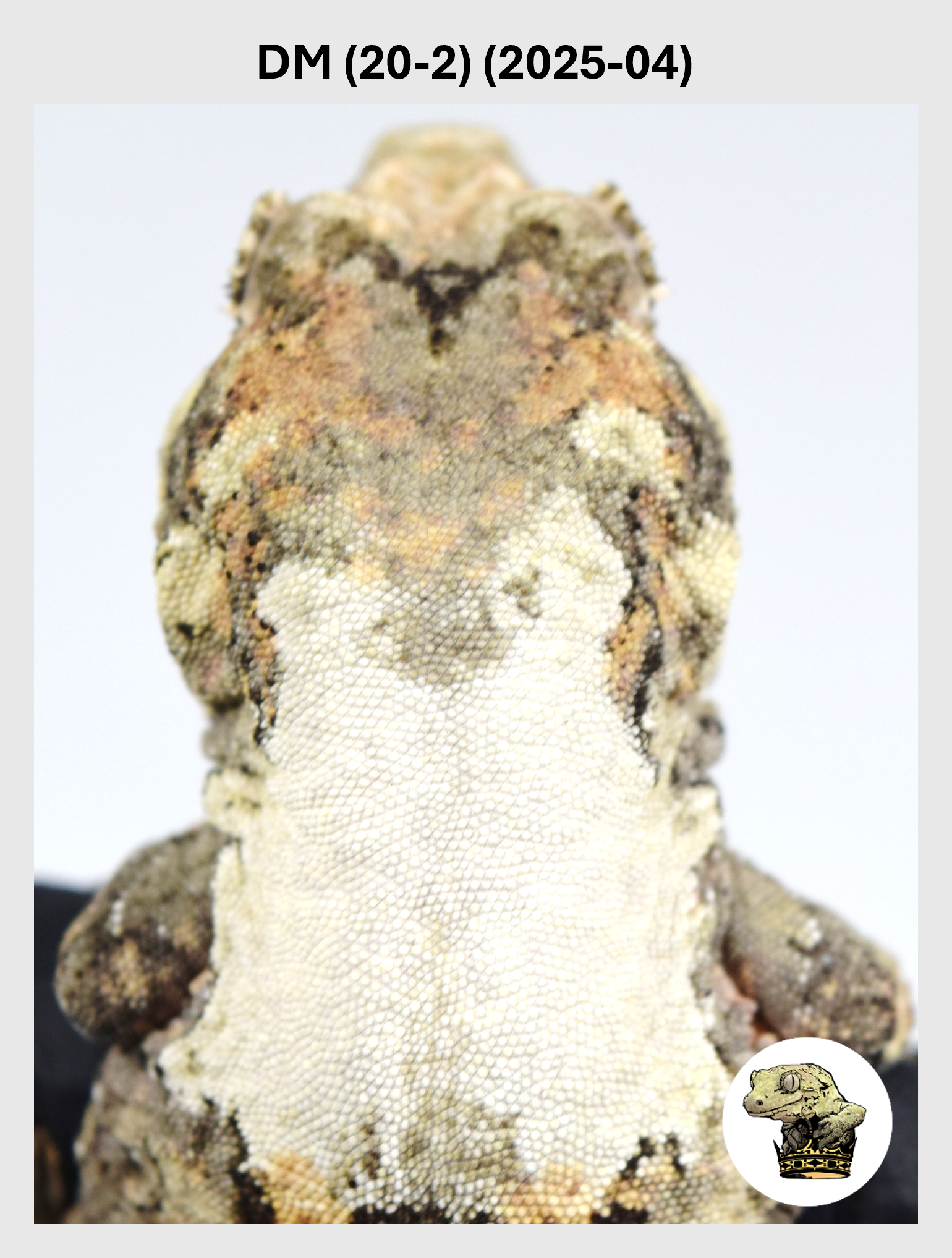 DM (20-2) (2025-04) (2026-03-11) (1) SQSP.png