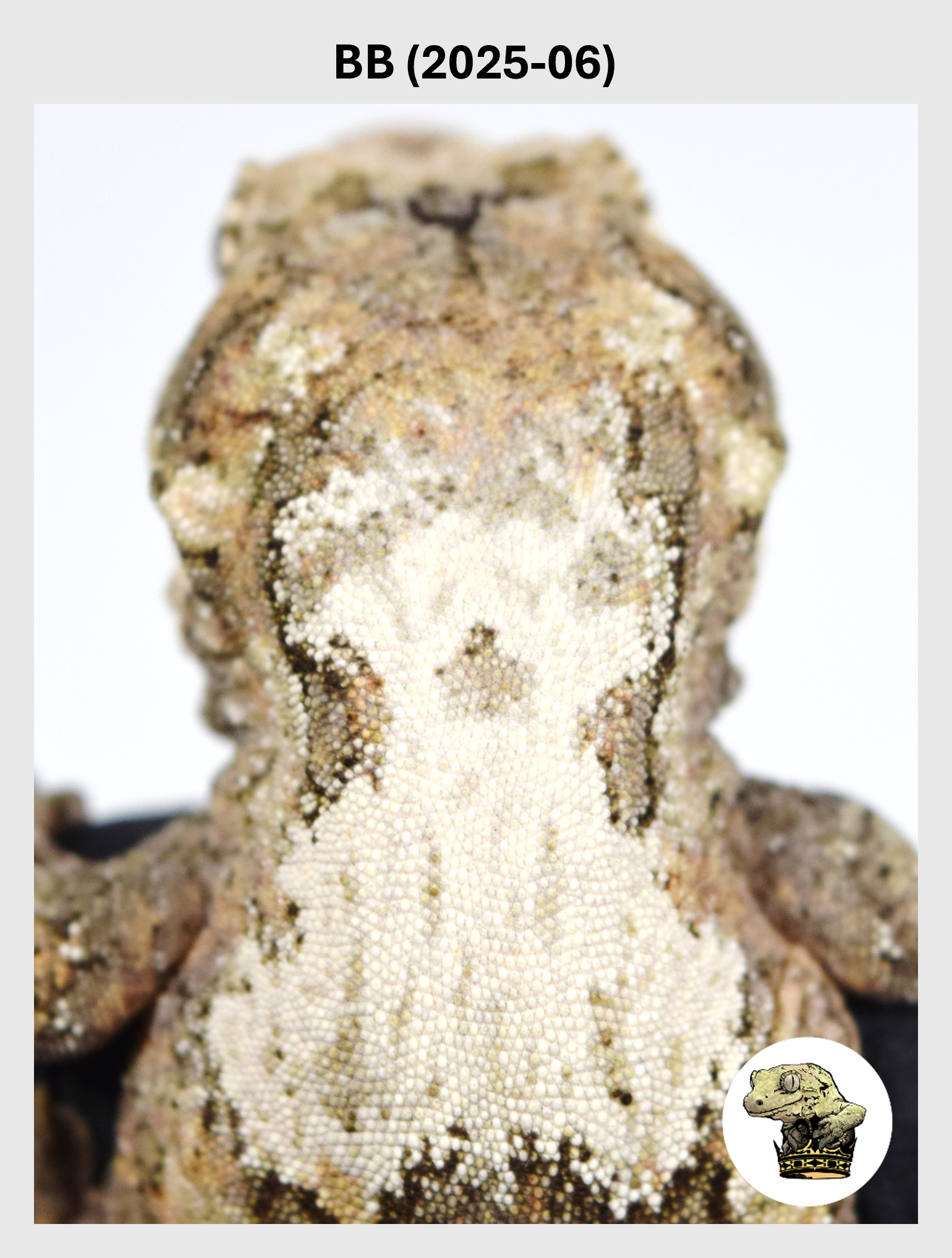 High Color/White Line Female*! BB (2025-06)