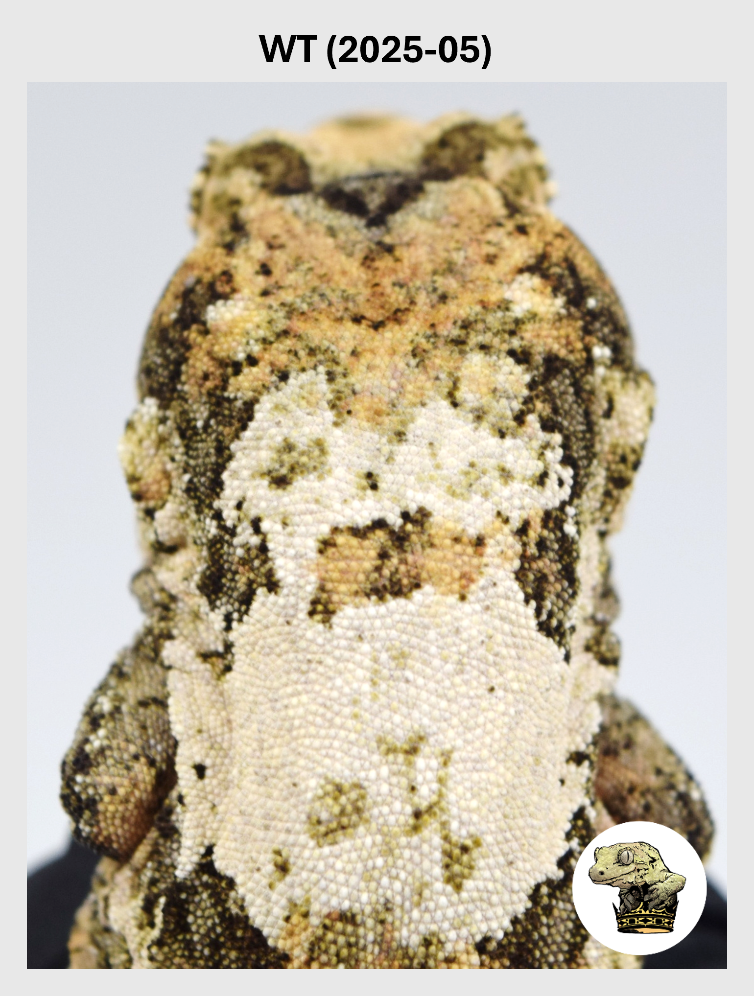 WT (2025-05) (2026-02-17) (1) SQSP.png