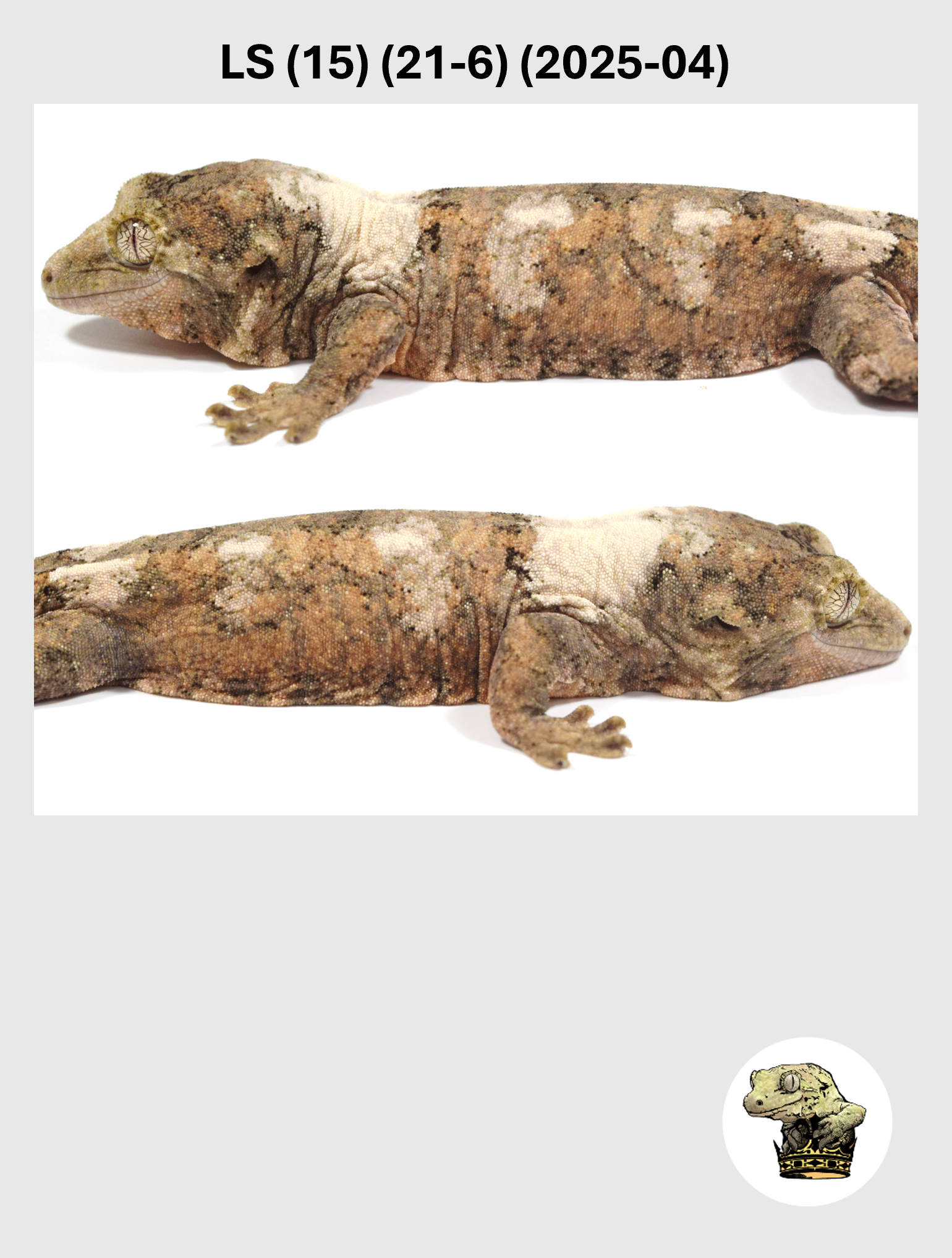 LS (15) (21-6) (2025-04) (2026-03-25) (4) SQSP.png