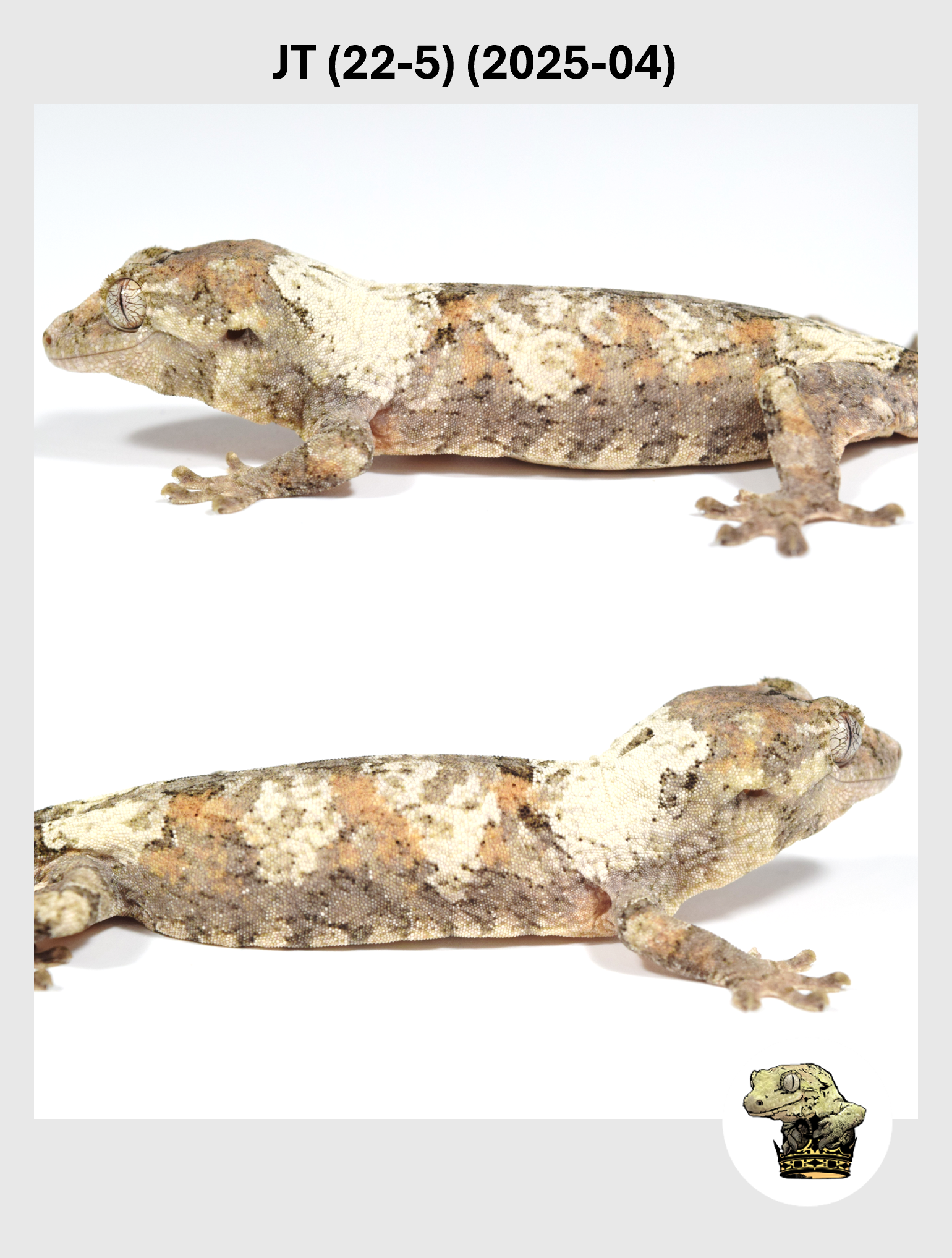 JT (22-5) (2025-04) (2026-02-25) (4) SQSP.png