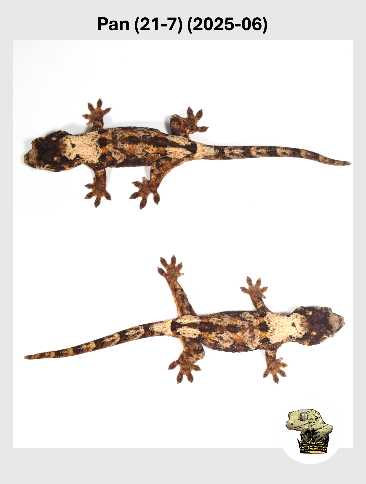 Pan (21-7) (2025-06) (2025-12-16) (3) SQSP.png