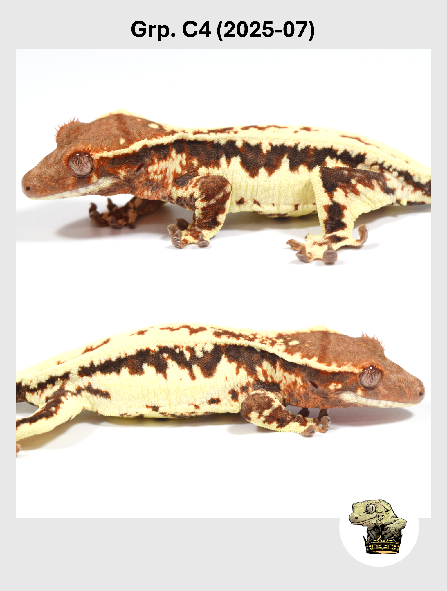 SQSP Grp. C4 (2025-07) (2026-02-03) (1).png