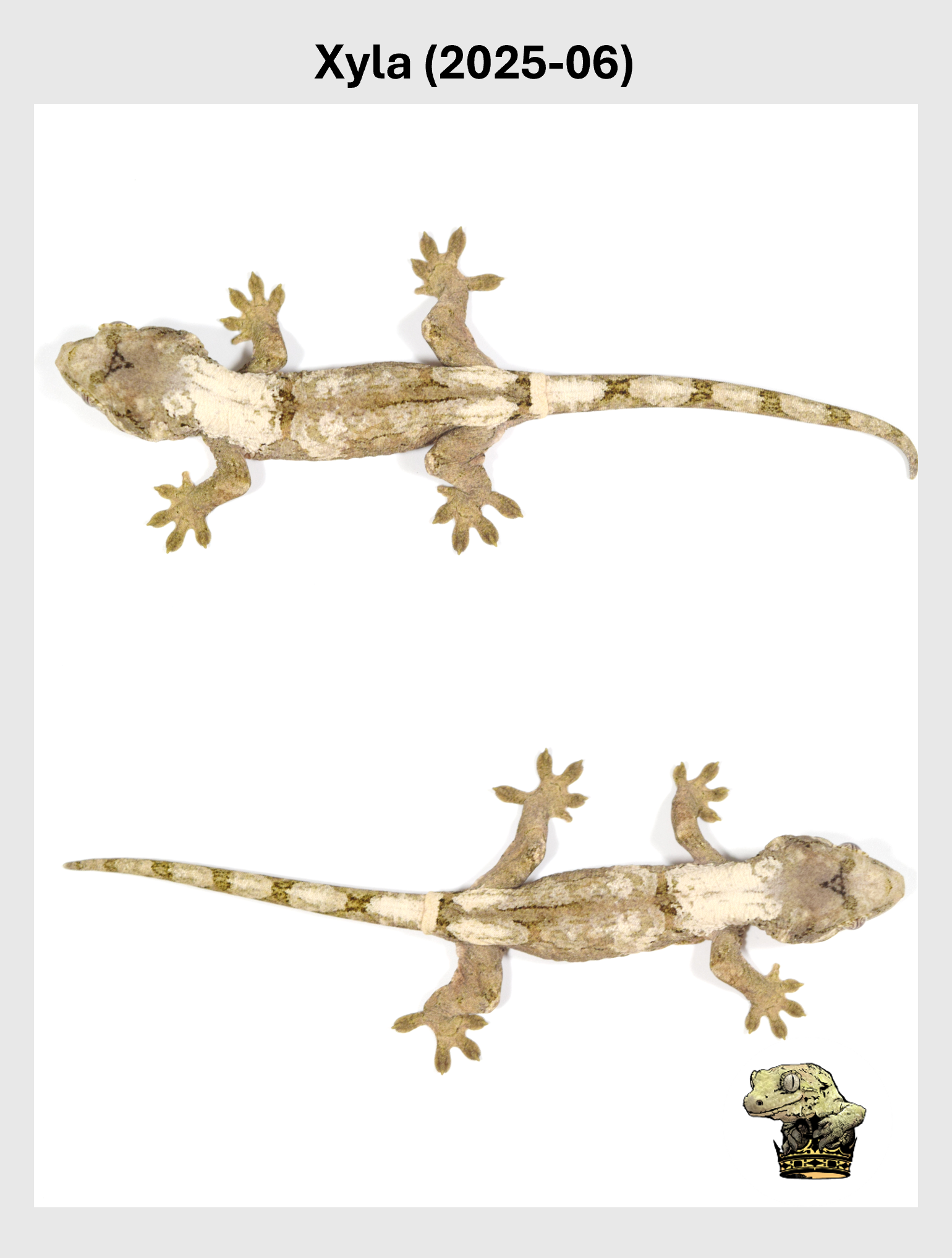 Xyla (2025-06) (2025-12-16) (5) SQSP.png