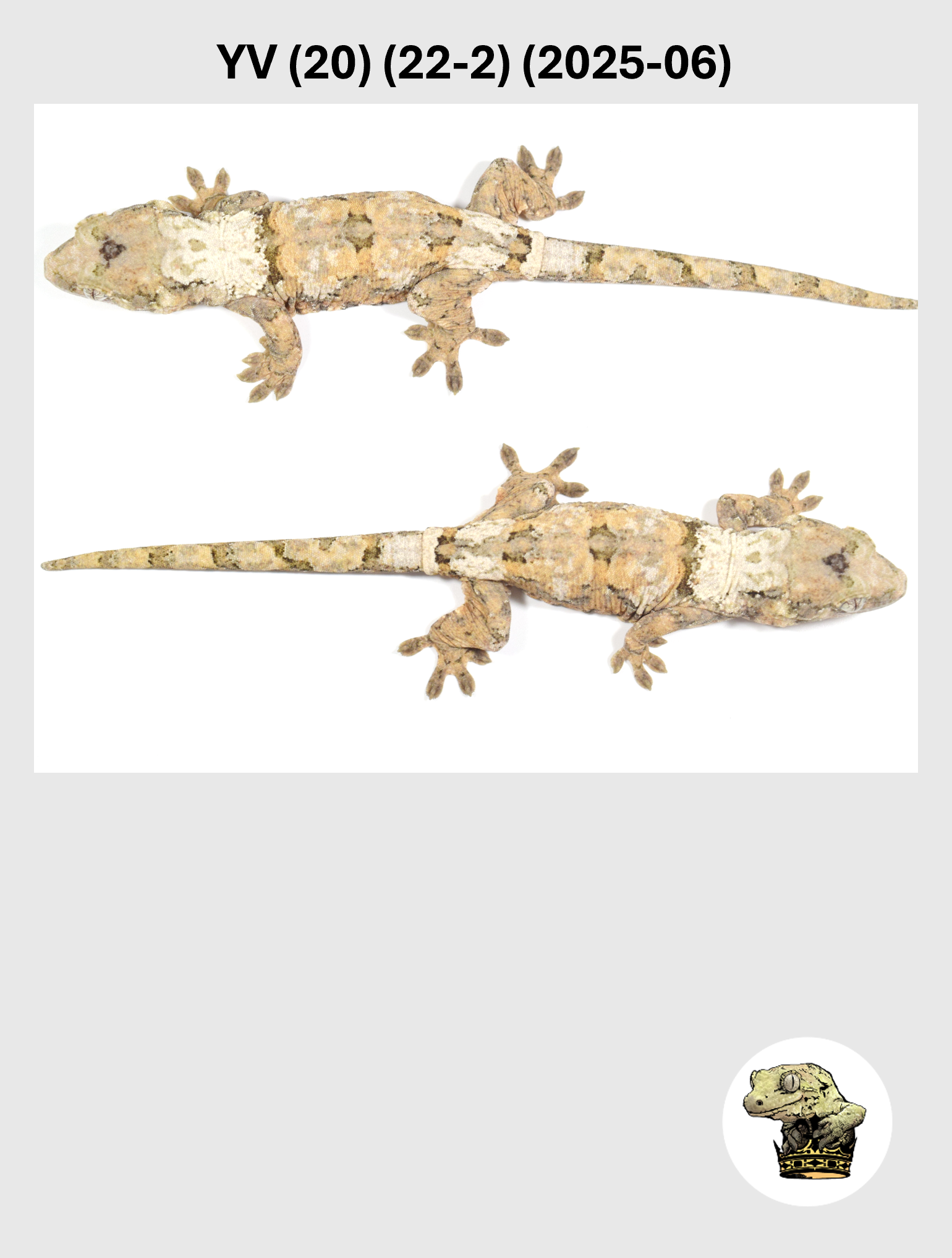 YV (20) (22-2) (2025-06) (2026-03-04) (5) SQSP.png