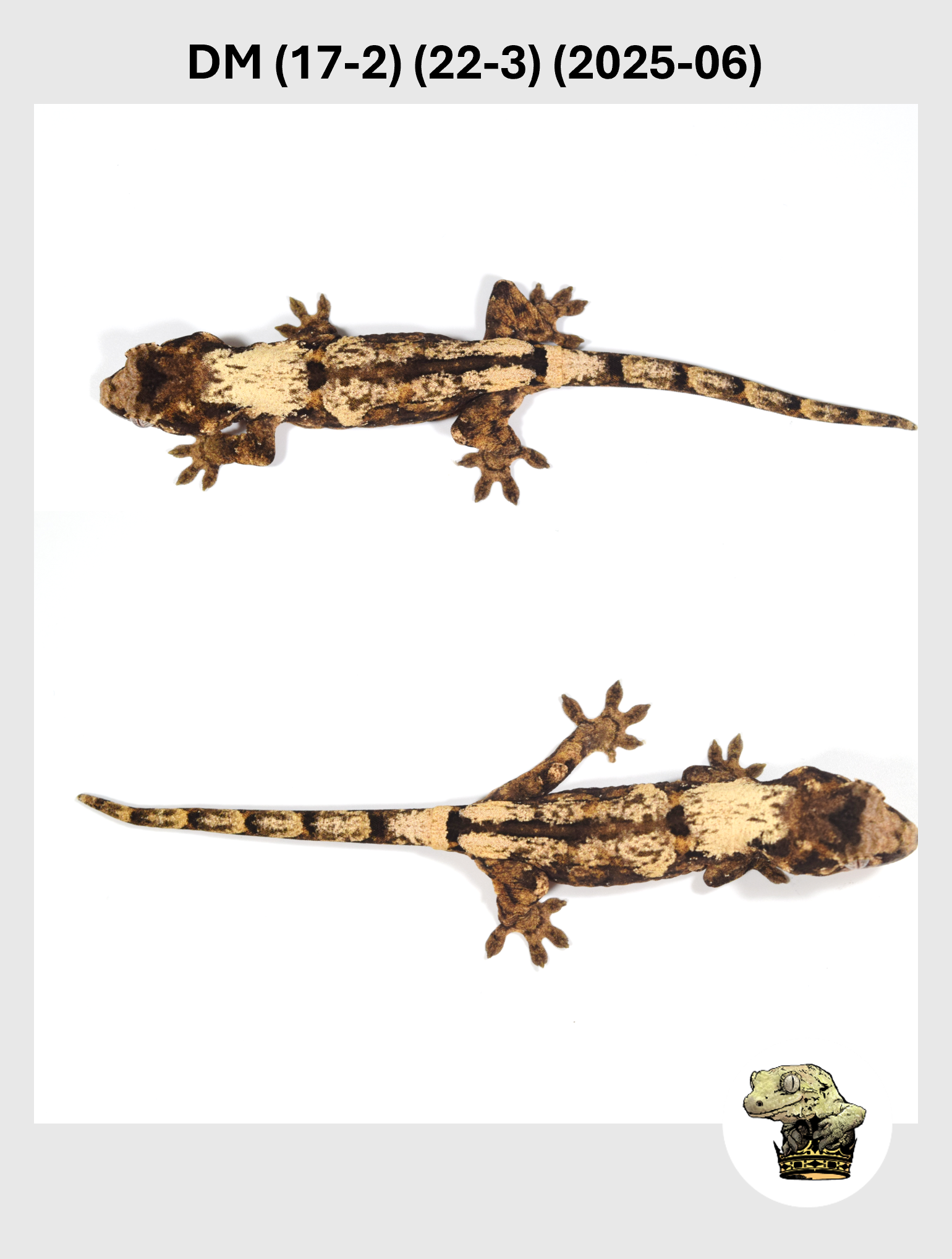 DM (17-2) (22-3) (2025-06) (2025-12-16) (3) SQSP.png