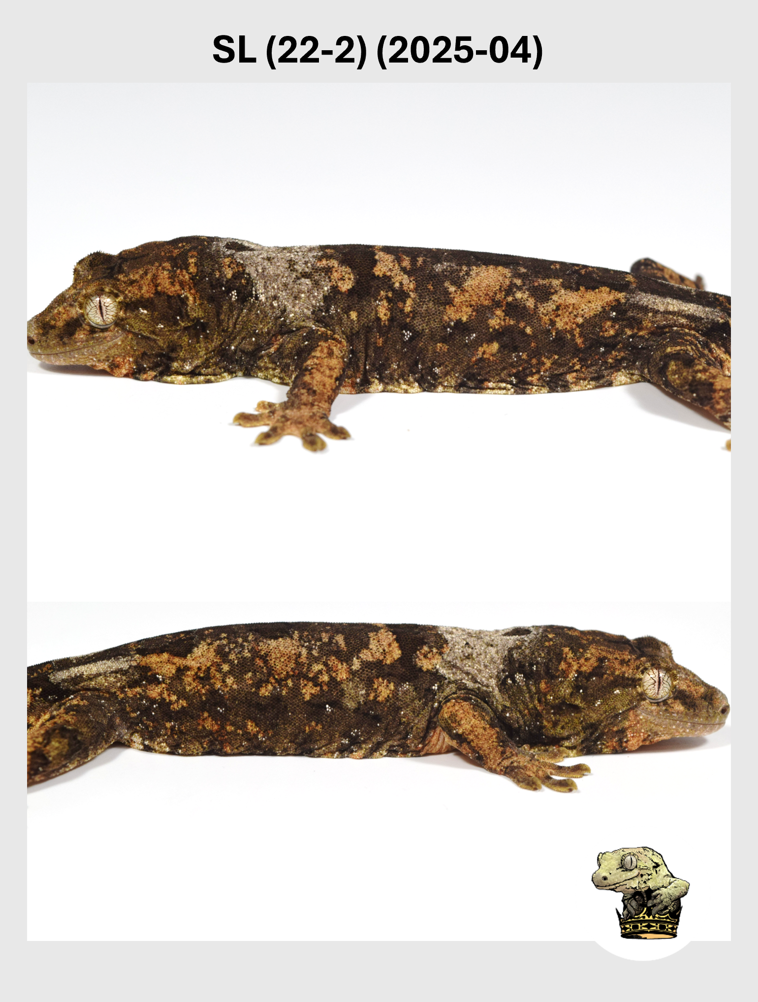 Super White Female*!  SL (22-2) (2025-04)