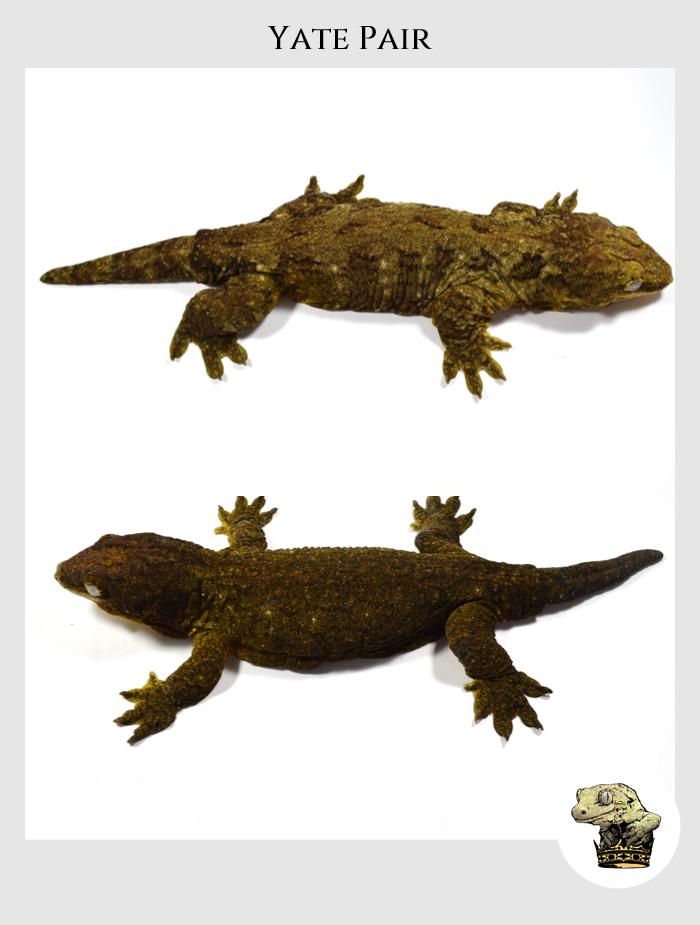 Leachianus (3).png