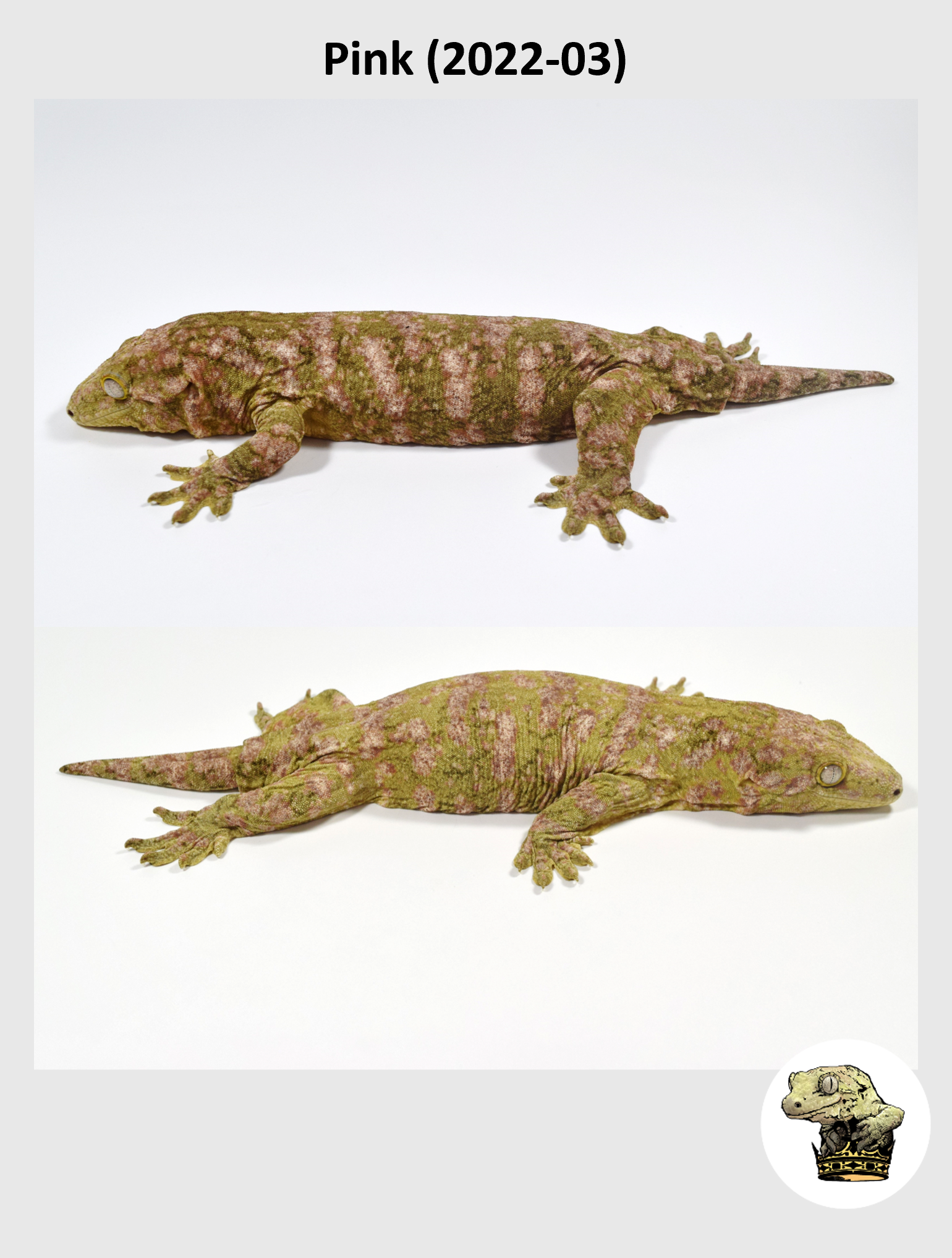 High Color Leachianus: Pink Pair (22-03) — Troys Geckos