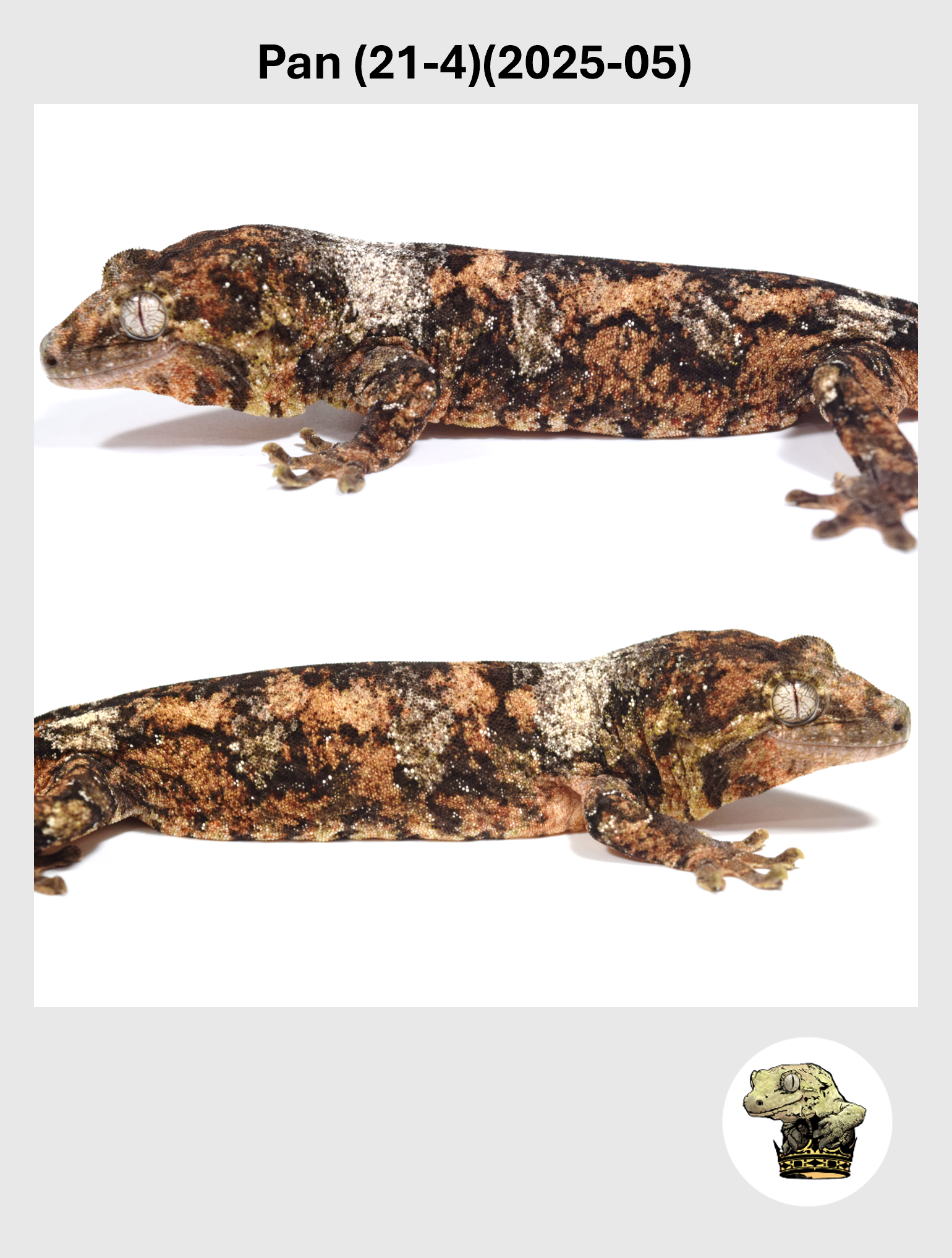 Pan (21-4)(2025-05) (2026-10-02) (2) SQSP.png