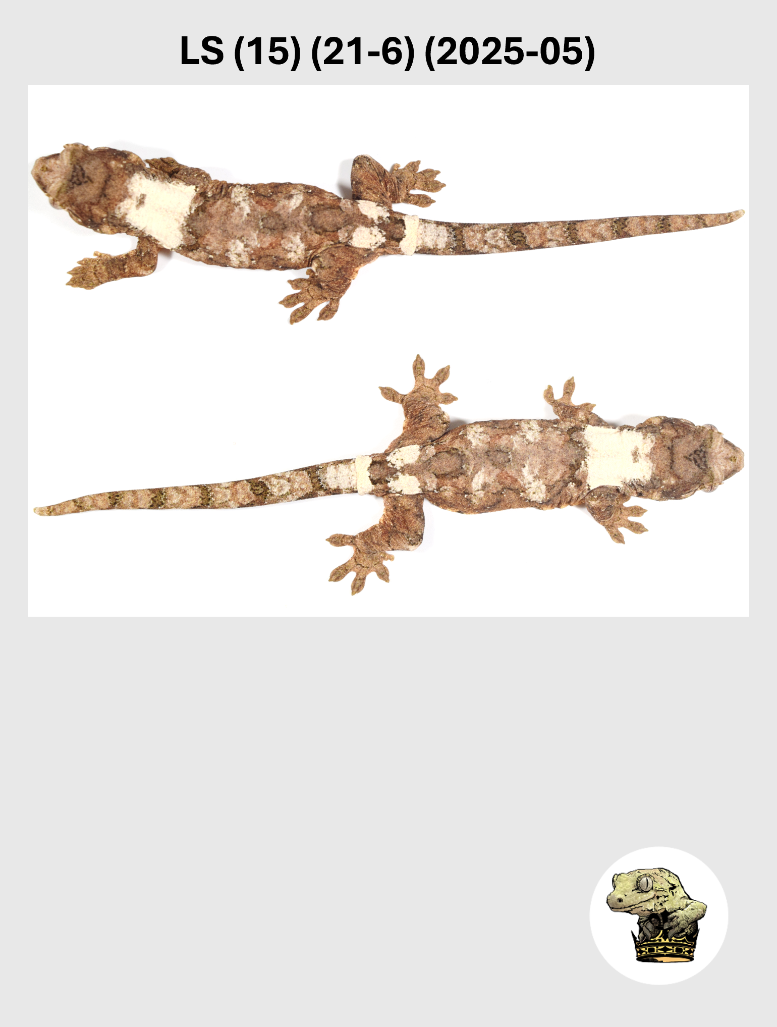 LS (15) (21-6) (2025-05) (2026-03-25) (3) SQSP.png