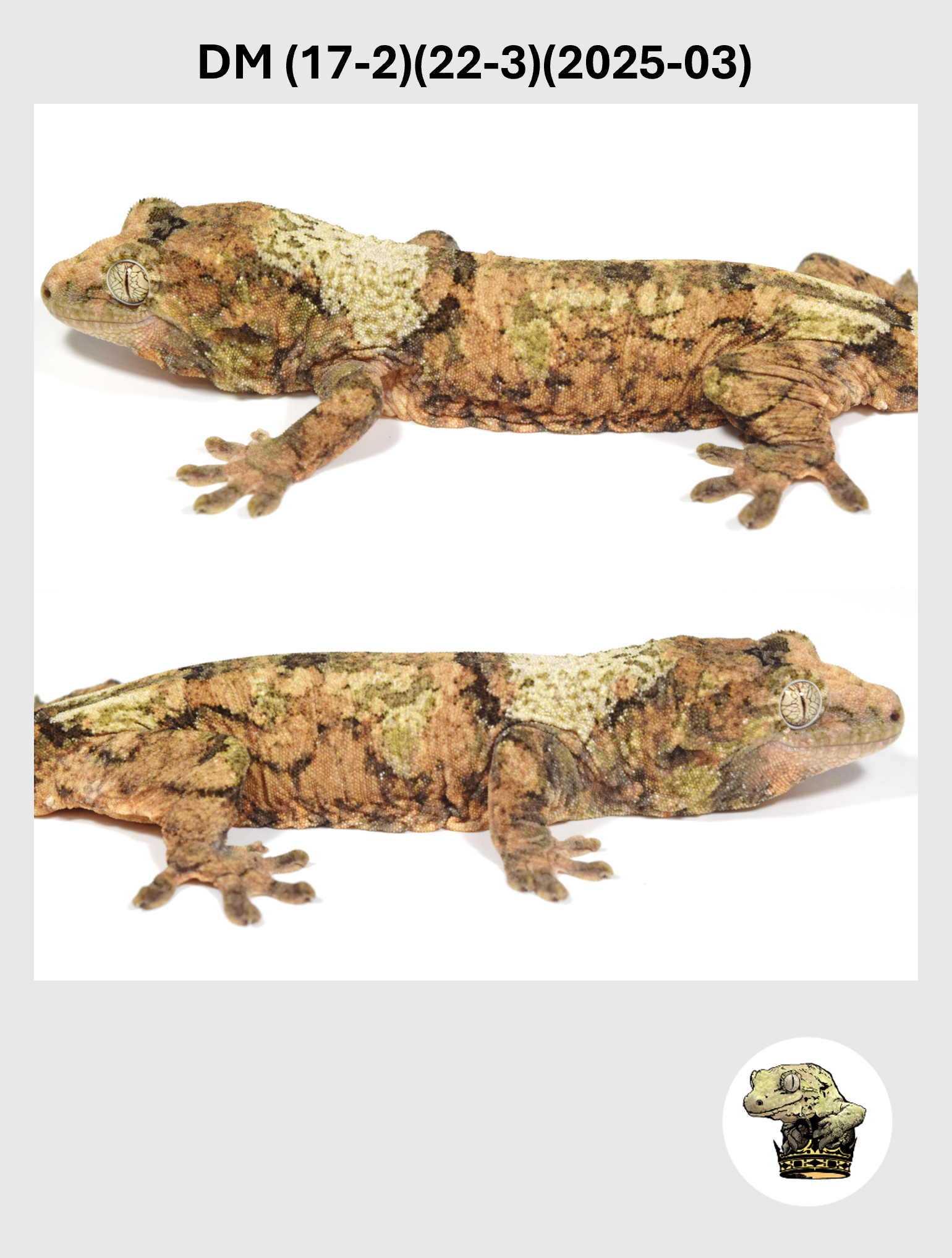 DM (17-2)(22-3)(2025-03) (2026-02-10) (4) SQSP.png