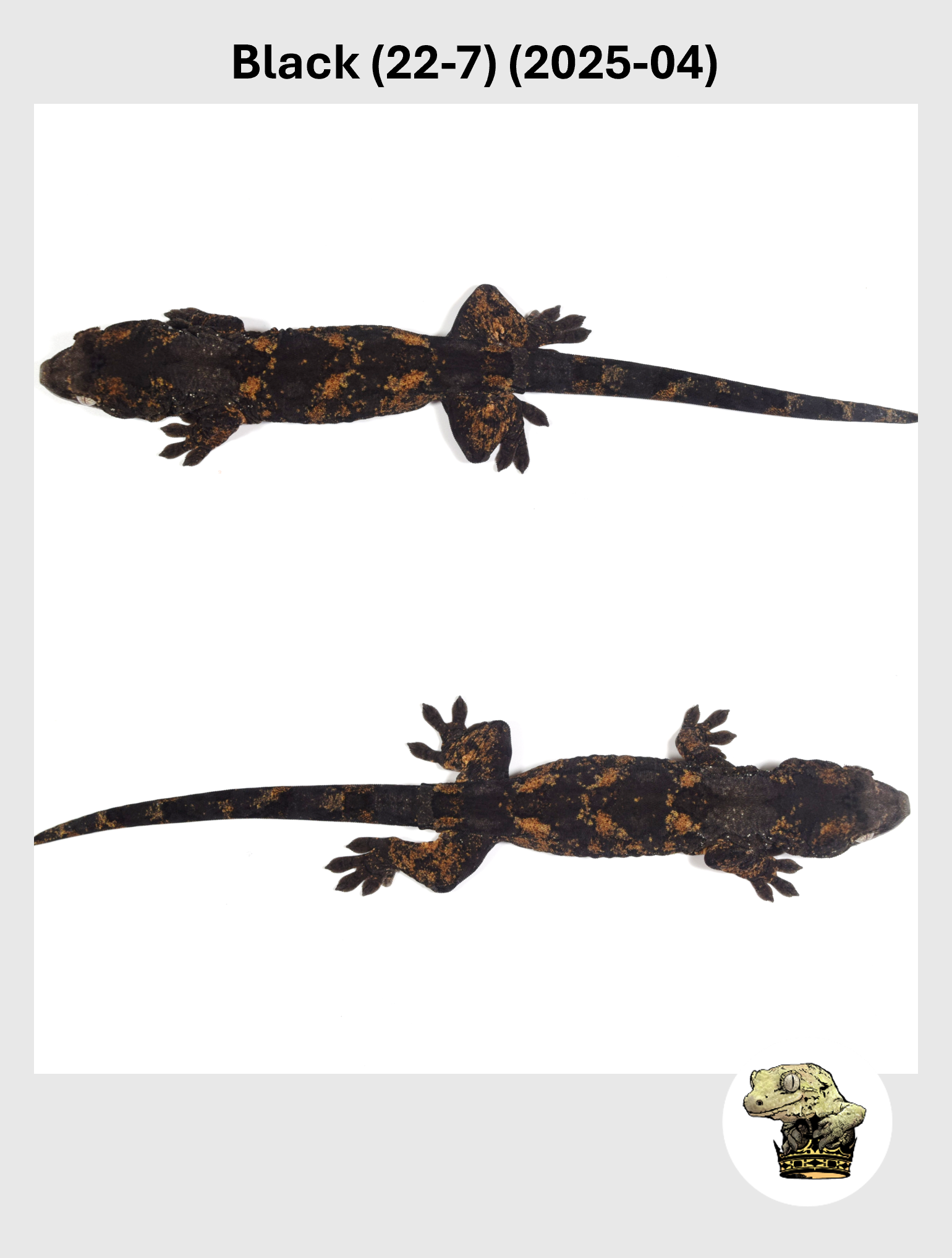 Black Line Chahoua Male! Black (22-7) (2025-04)