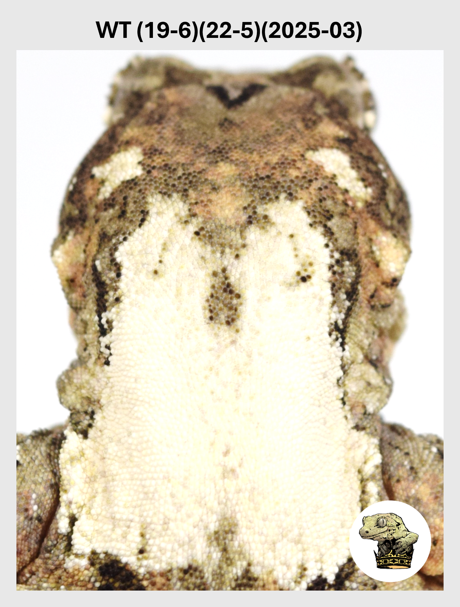 High White Male! WT (19-6) (22-5) (25-03)