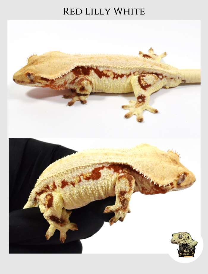 Crested Gecko (2).png