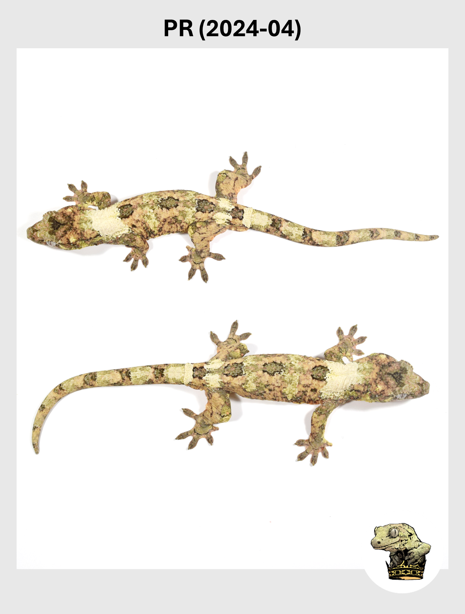 High White & Color Male! PR (2024-04) — Troys Geckos