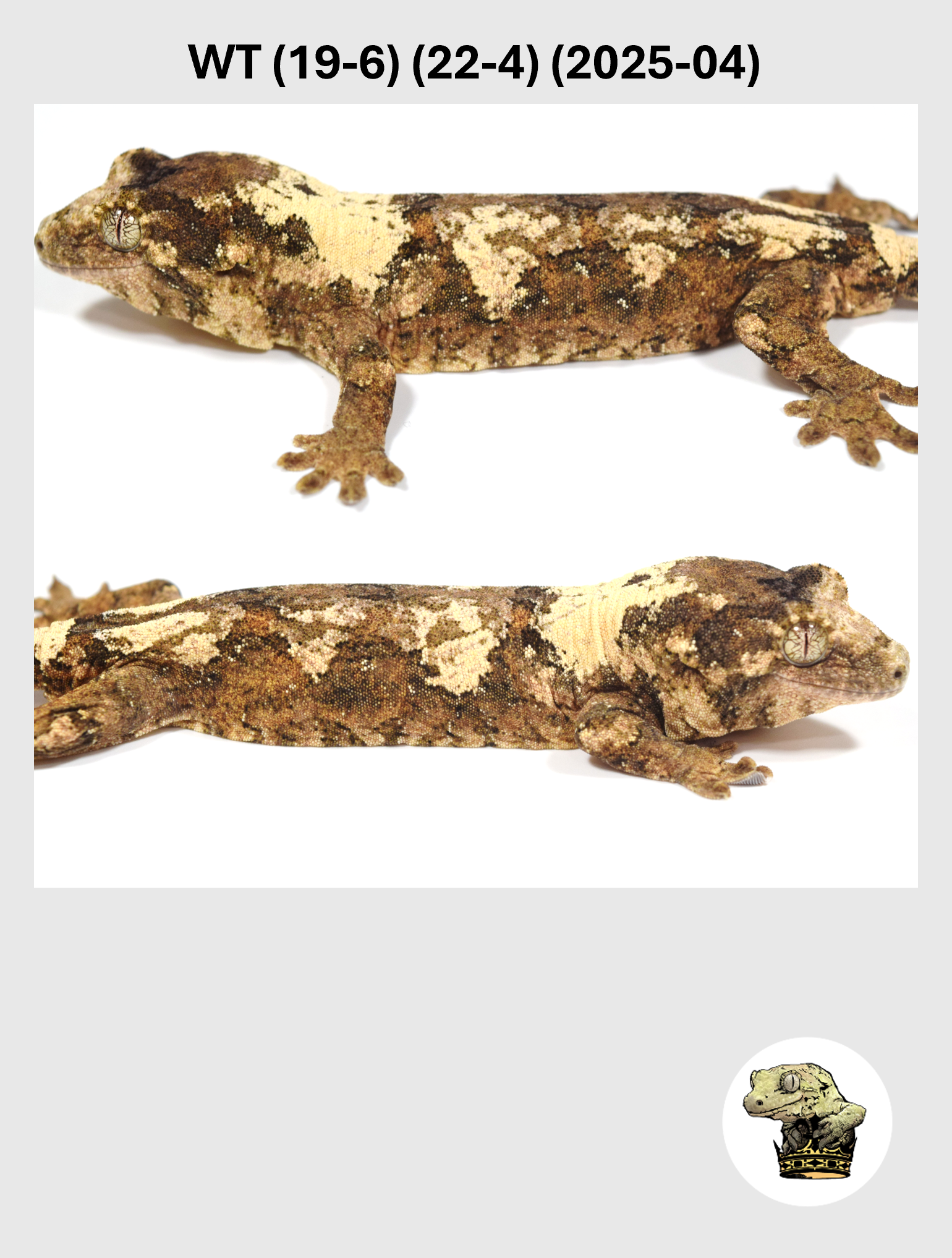 WT (19-6) (22-4) (2025-04) (2026-03-04) (2) SQSP.png