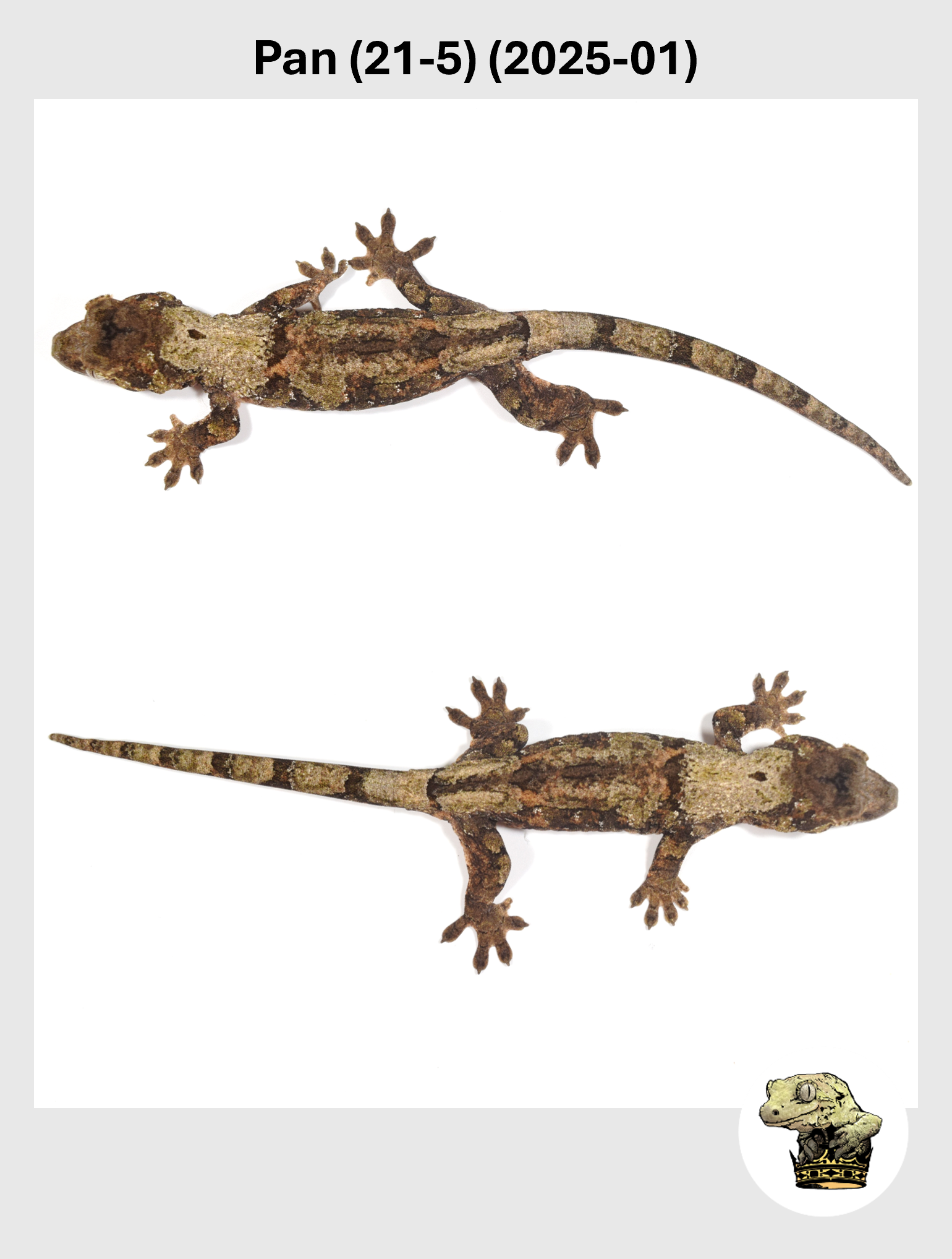 Pan (21-5) (2025-01) (2025-09-30) (3) SQSP.png