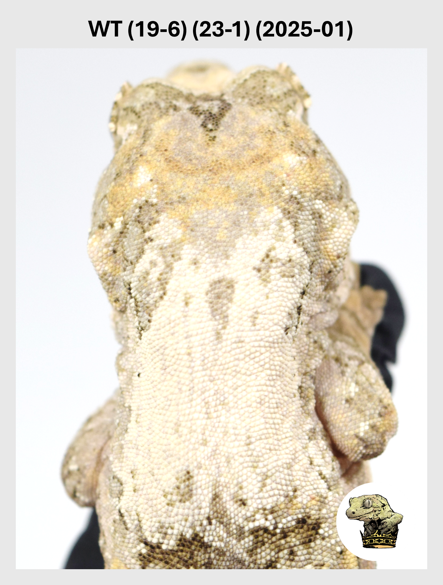 WT (19-6) (23-1) (2025-01) (2026-01-20) (1) SQSP.png