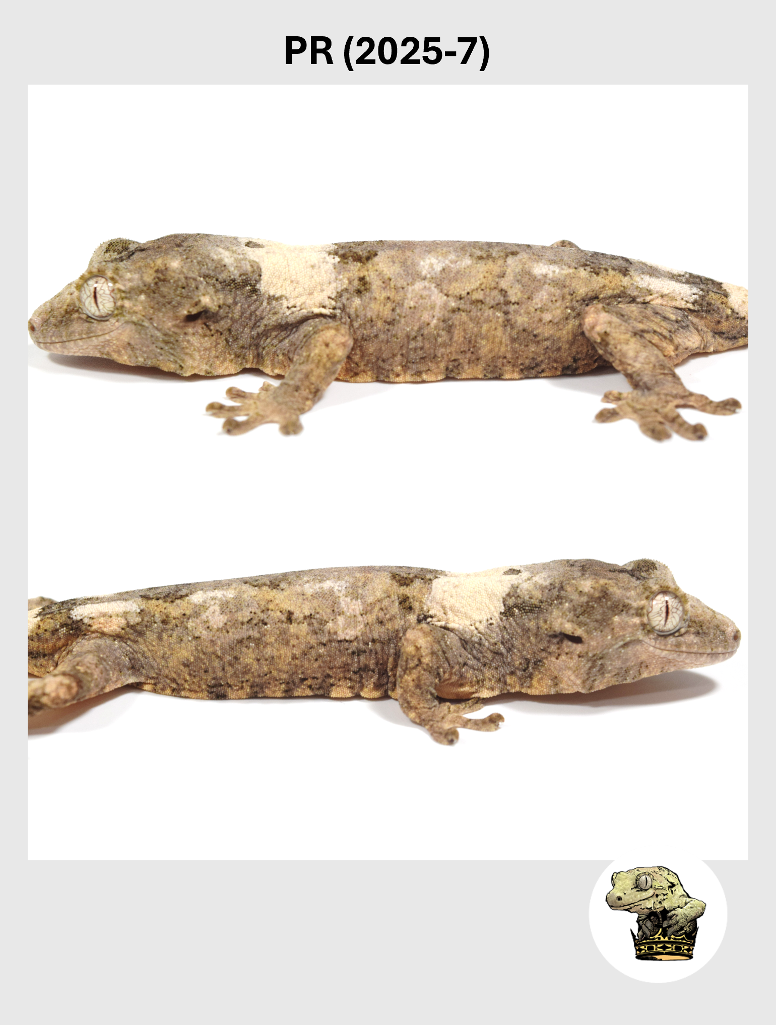 PR (2025-7) (2026-02-03) (4) SQSP.png