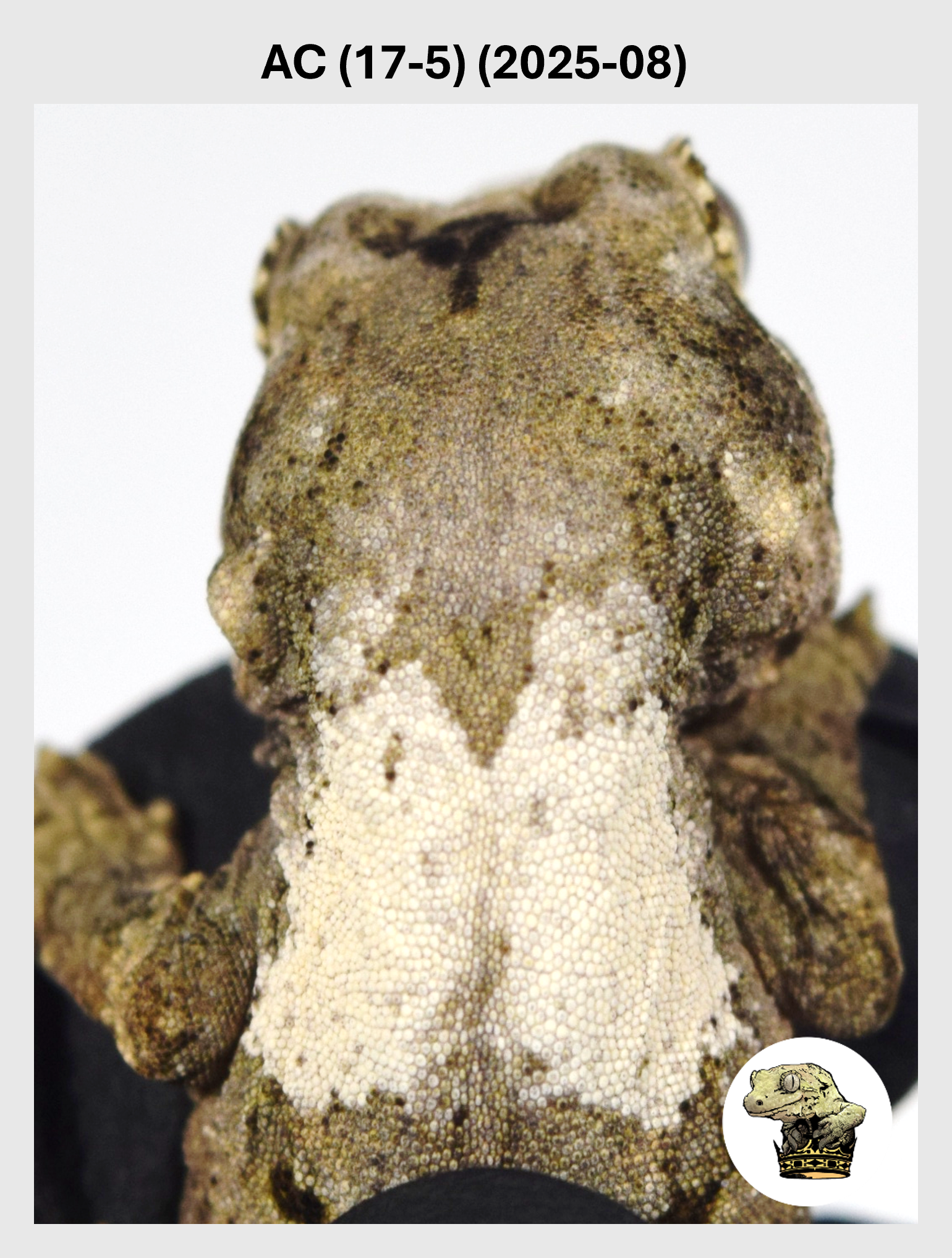 AC (17-5) (2025-08) (2025-12-22) (1) SQSP.png