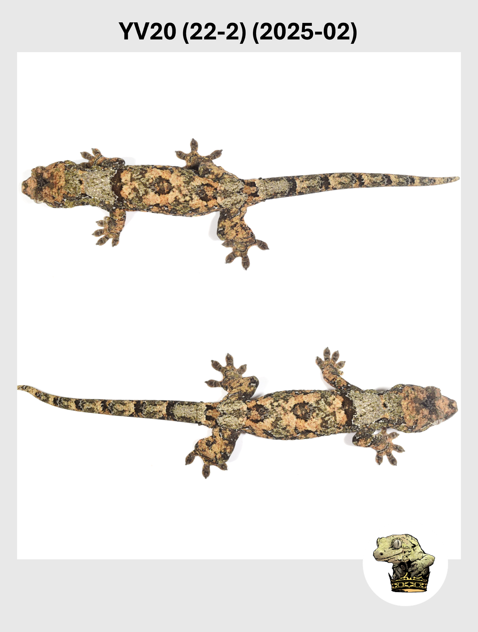 Orange High White Line Female*! YV (20) (22-2) (2025-02)