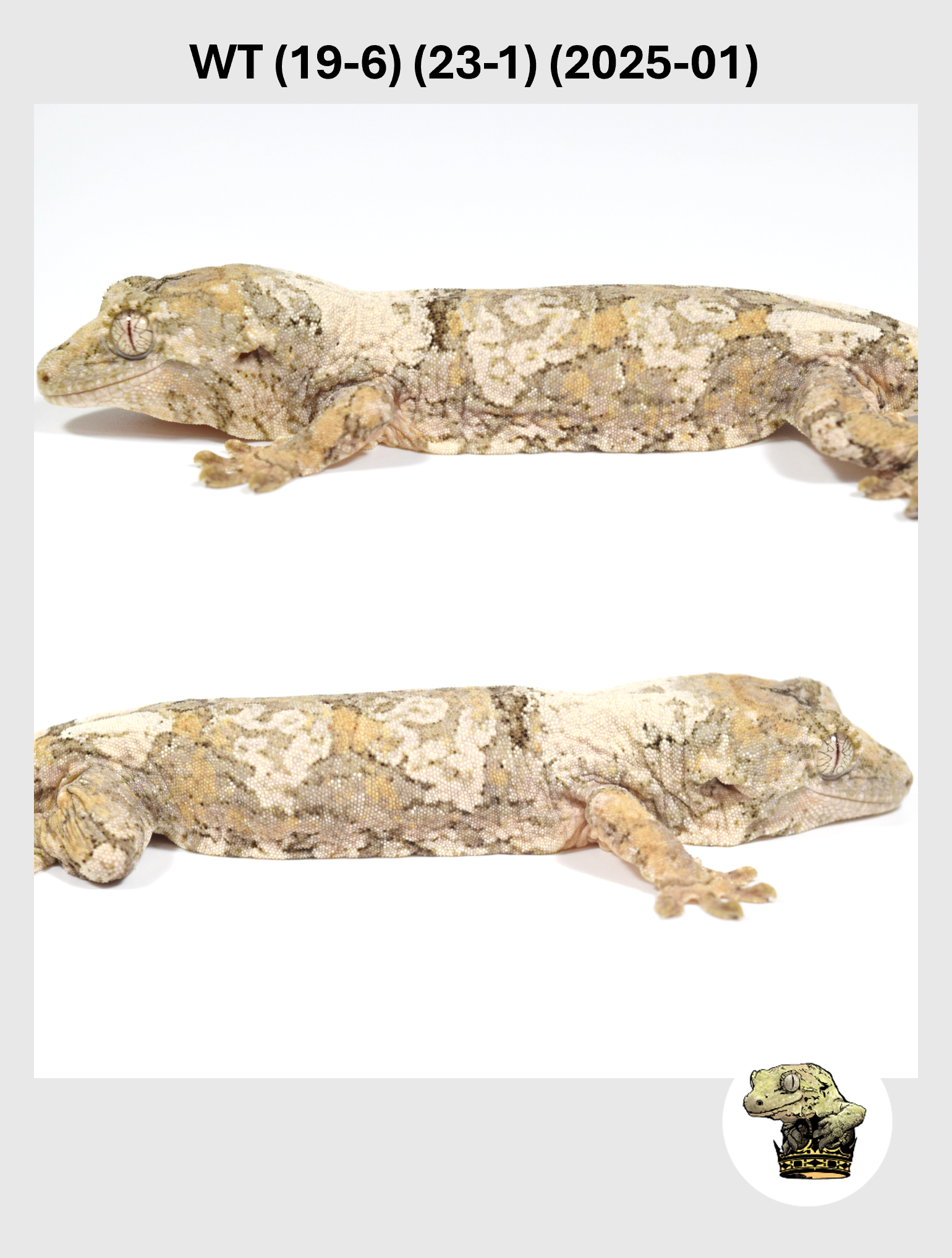 WT (19-6) (23-1) (2025-01) (2026-01-20) (4) SQSP.png