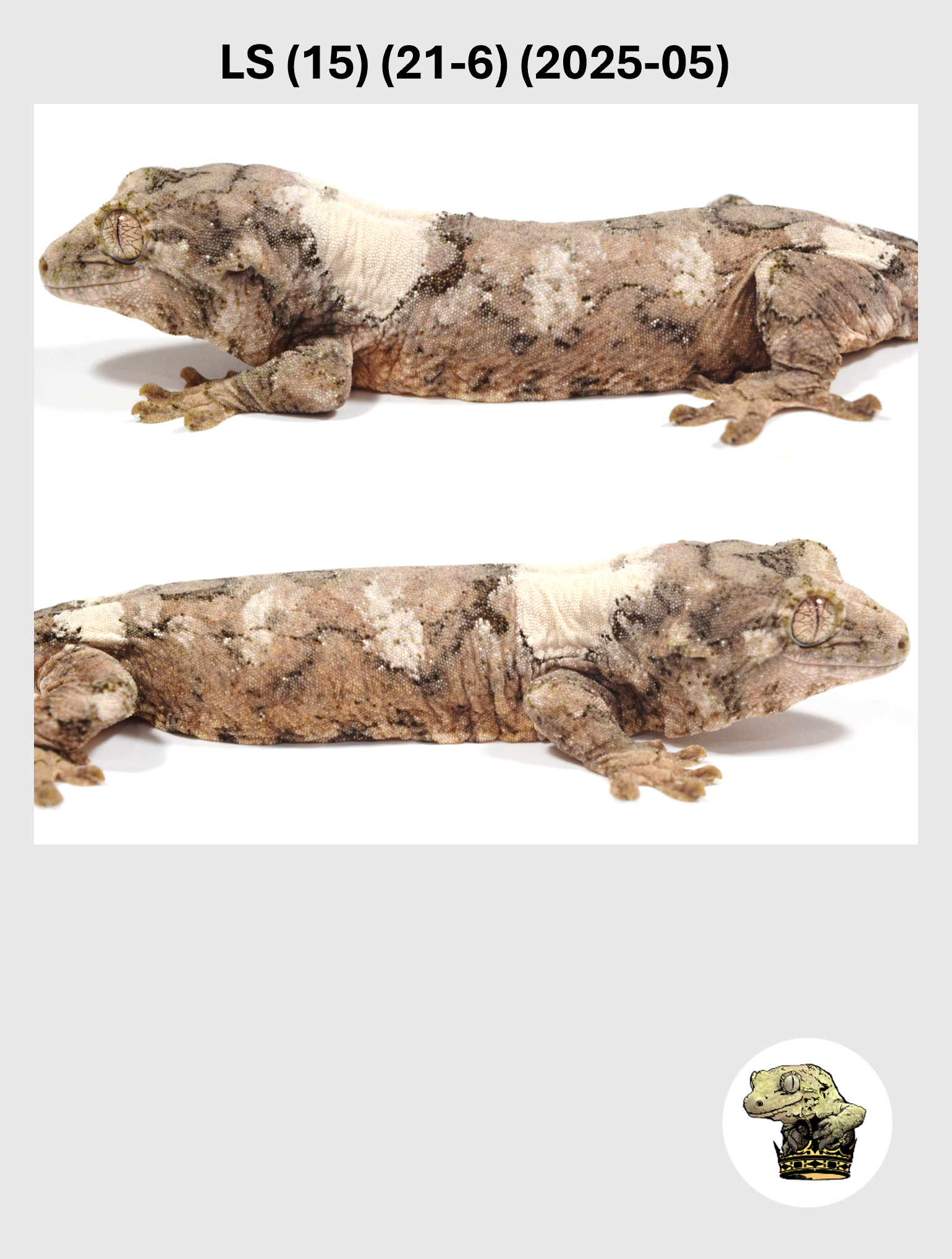 LS (15) (21-6) (2025-05) (2026-03-25) (4) SQSP.png